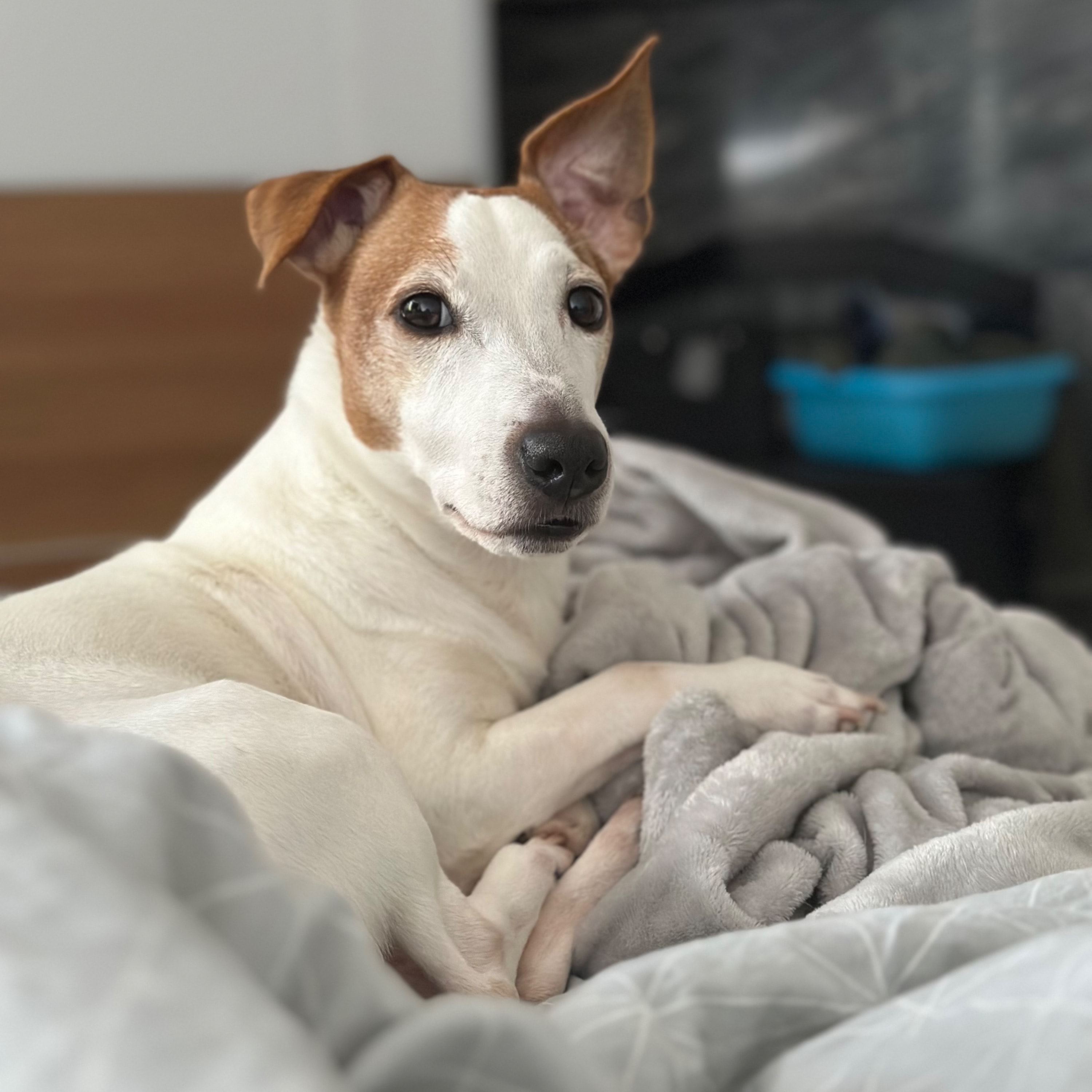 Kiko