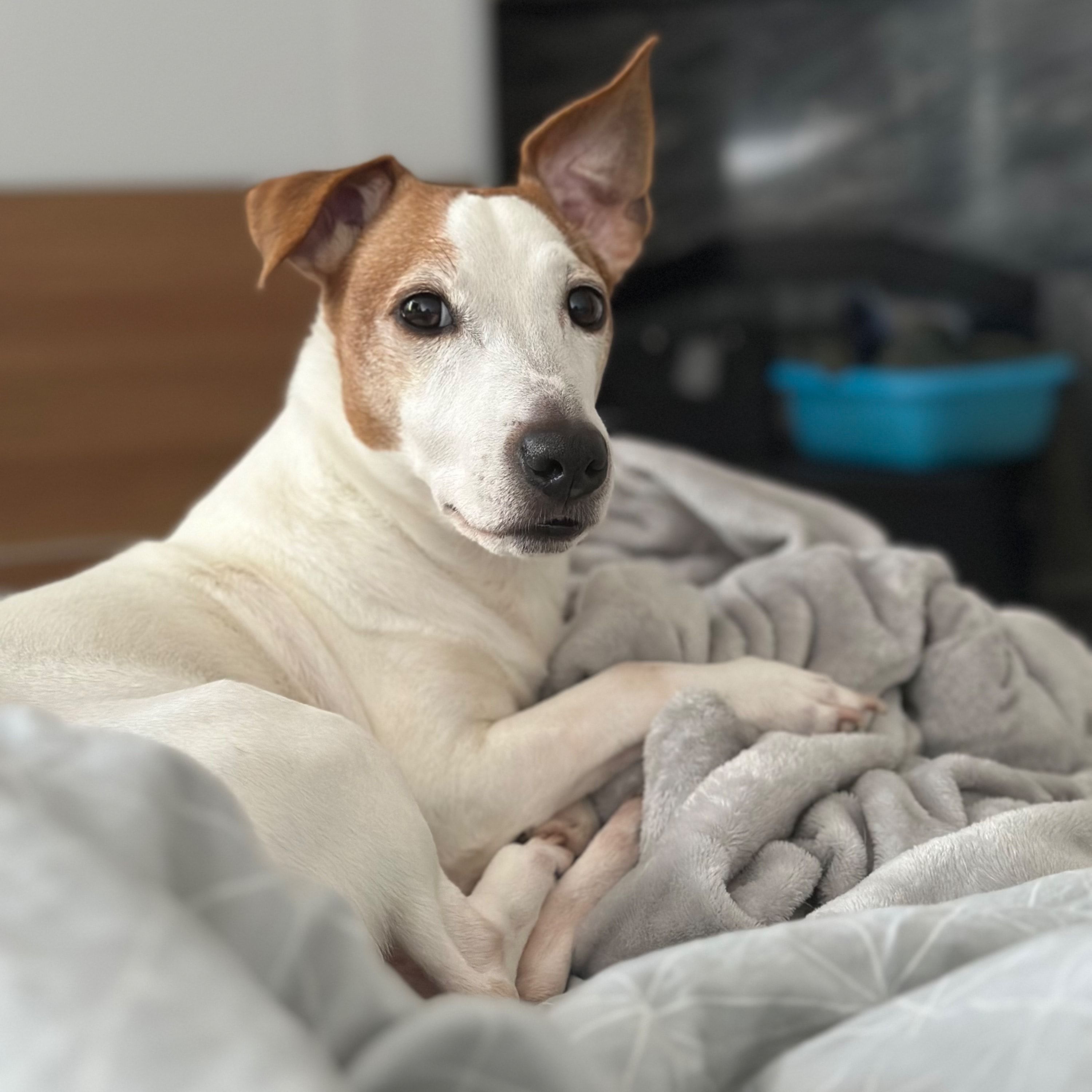 Kiko