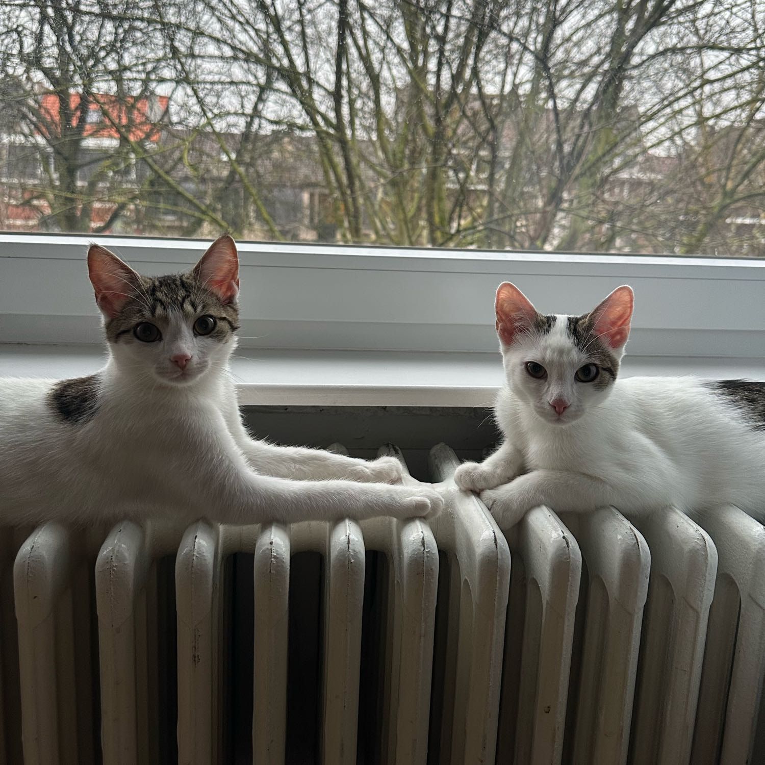 Aurora / Mavie