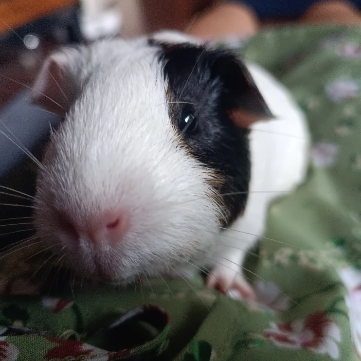 Lili