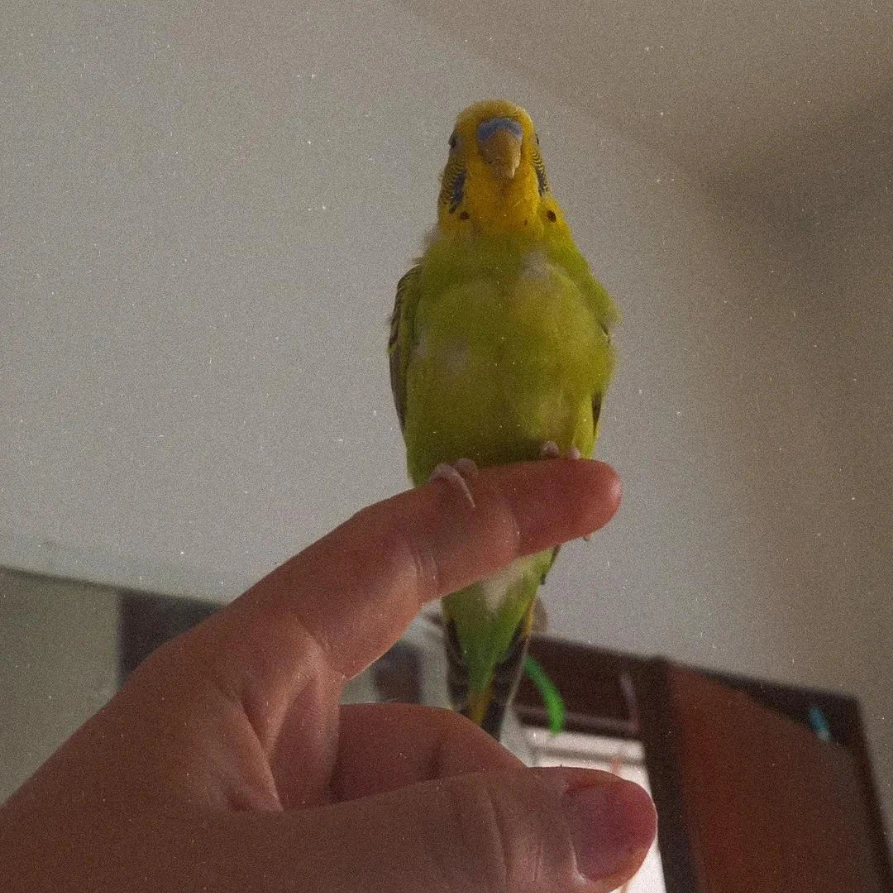 Pepito