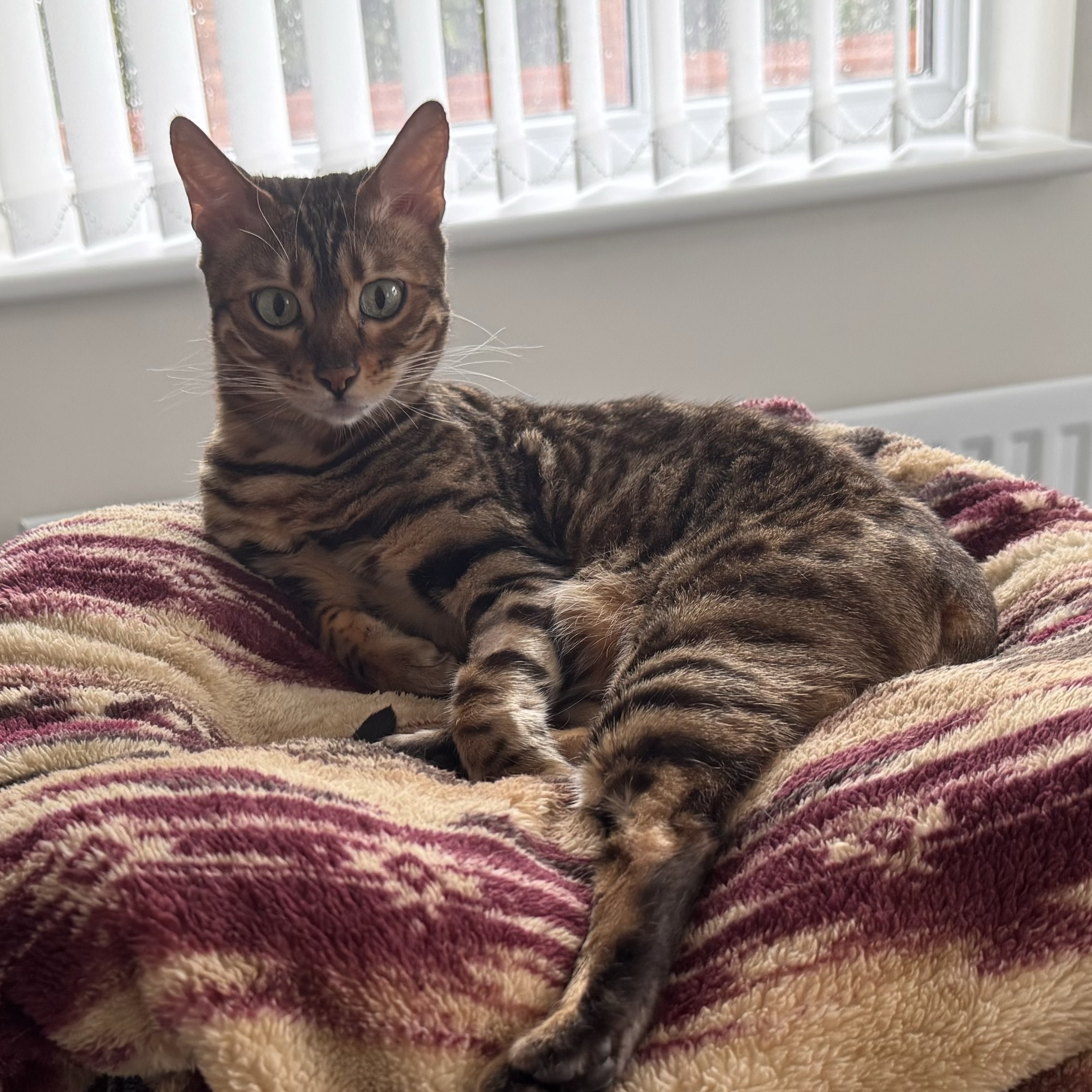 Maya