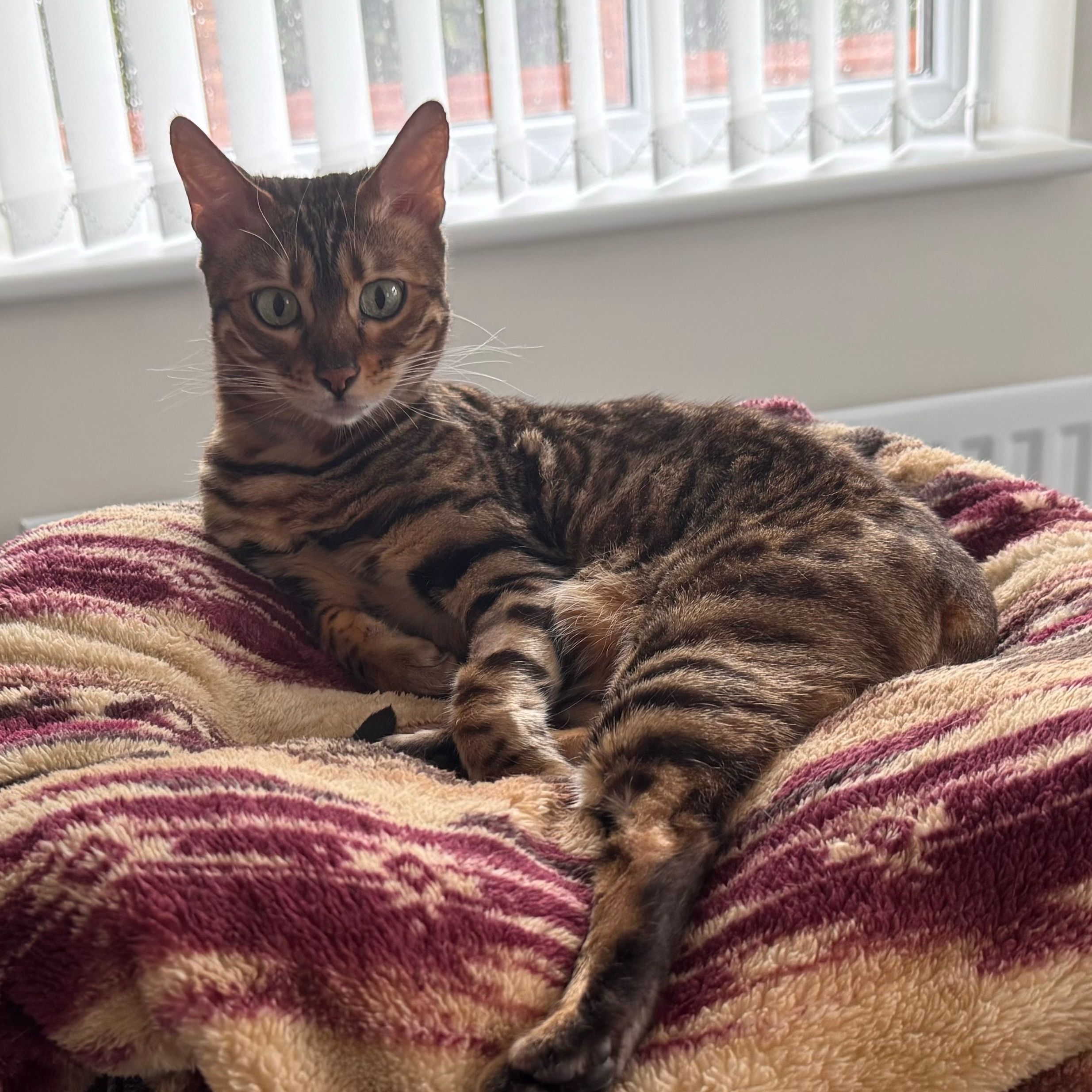 Maya