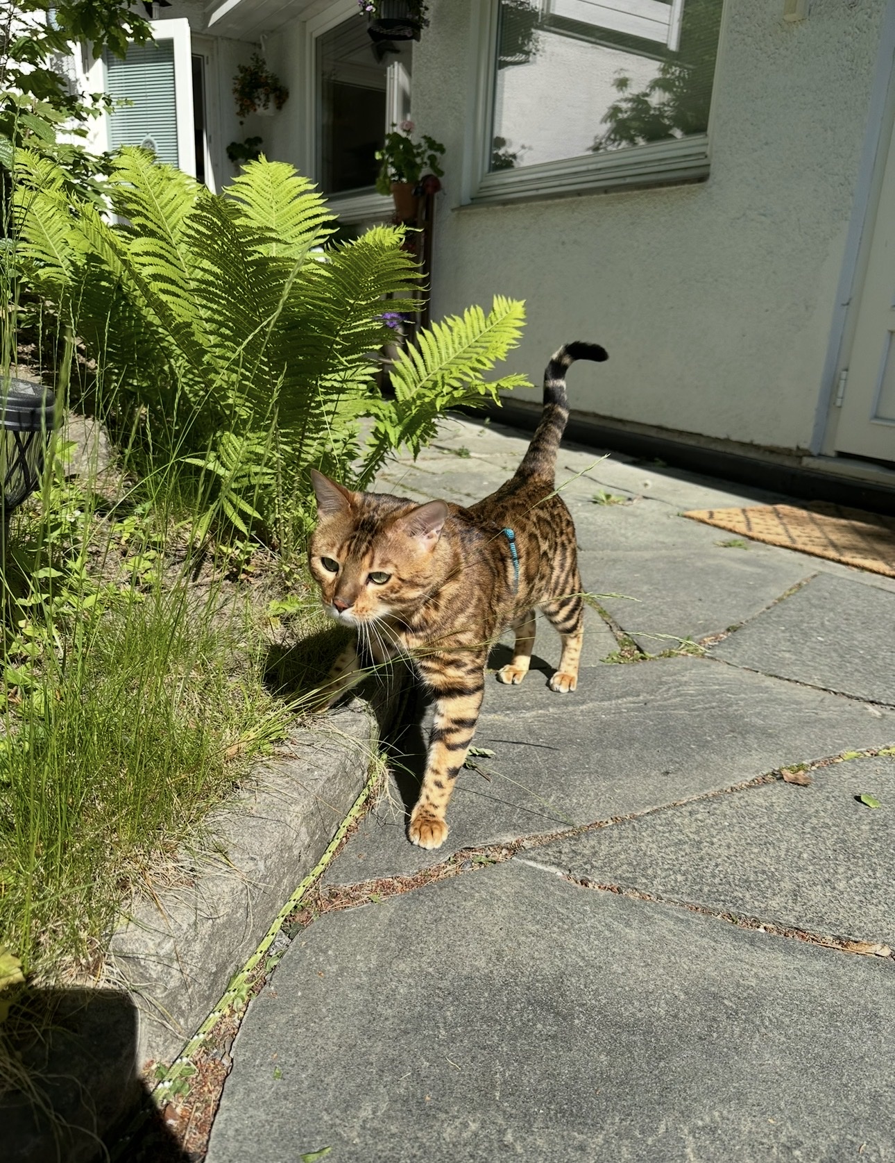 image-12