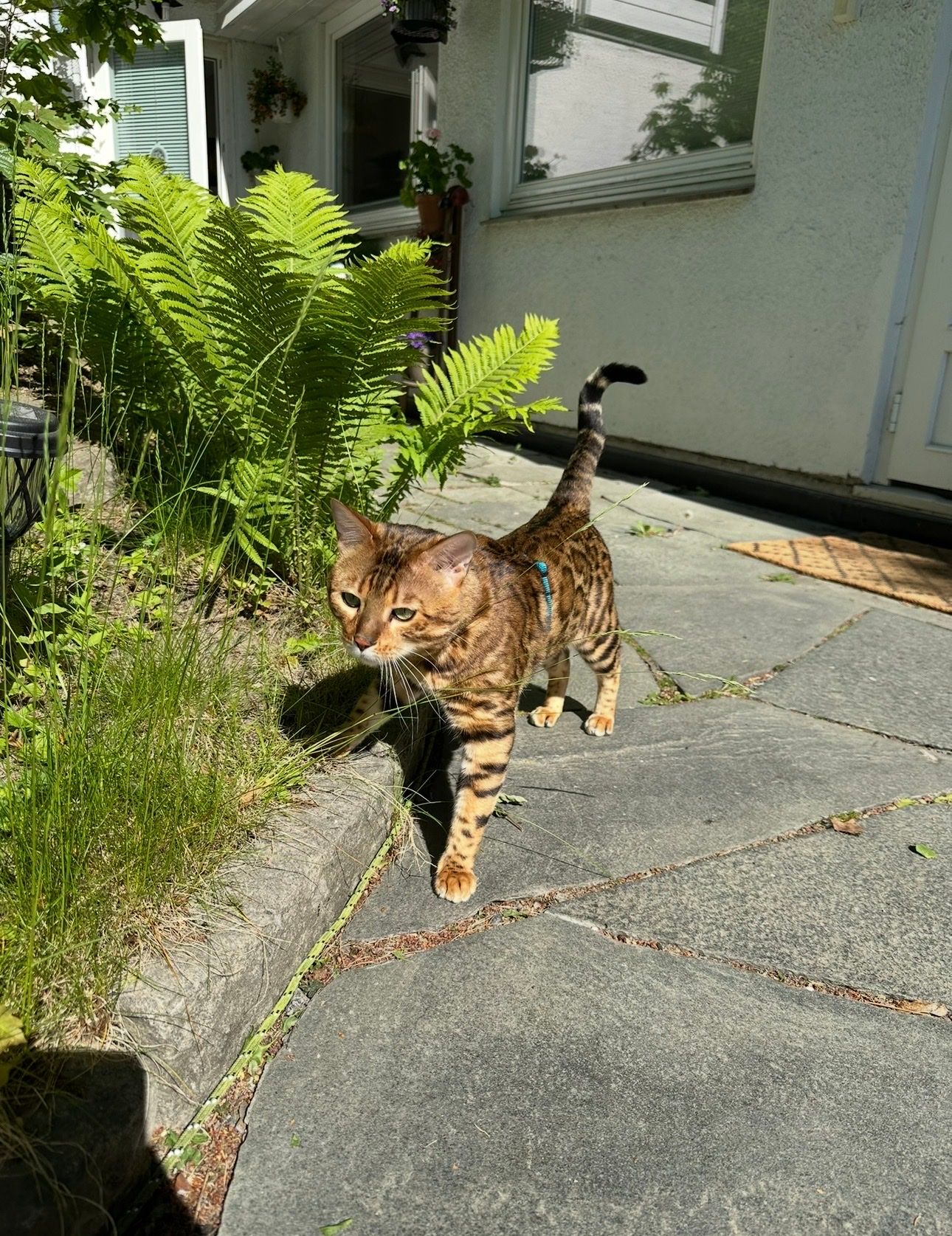 image-12