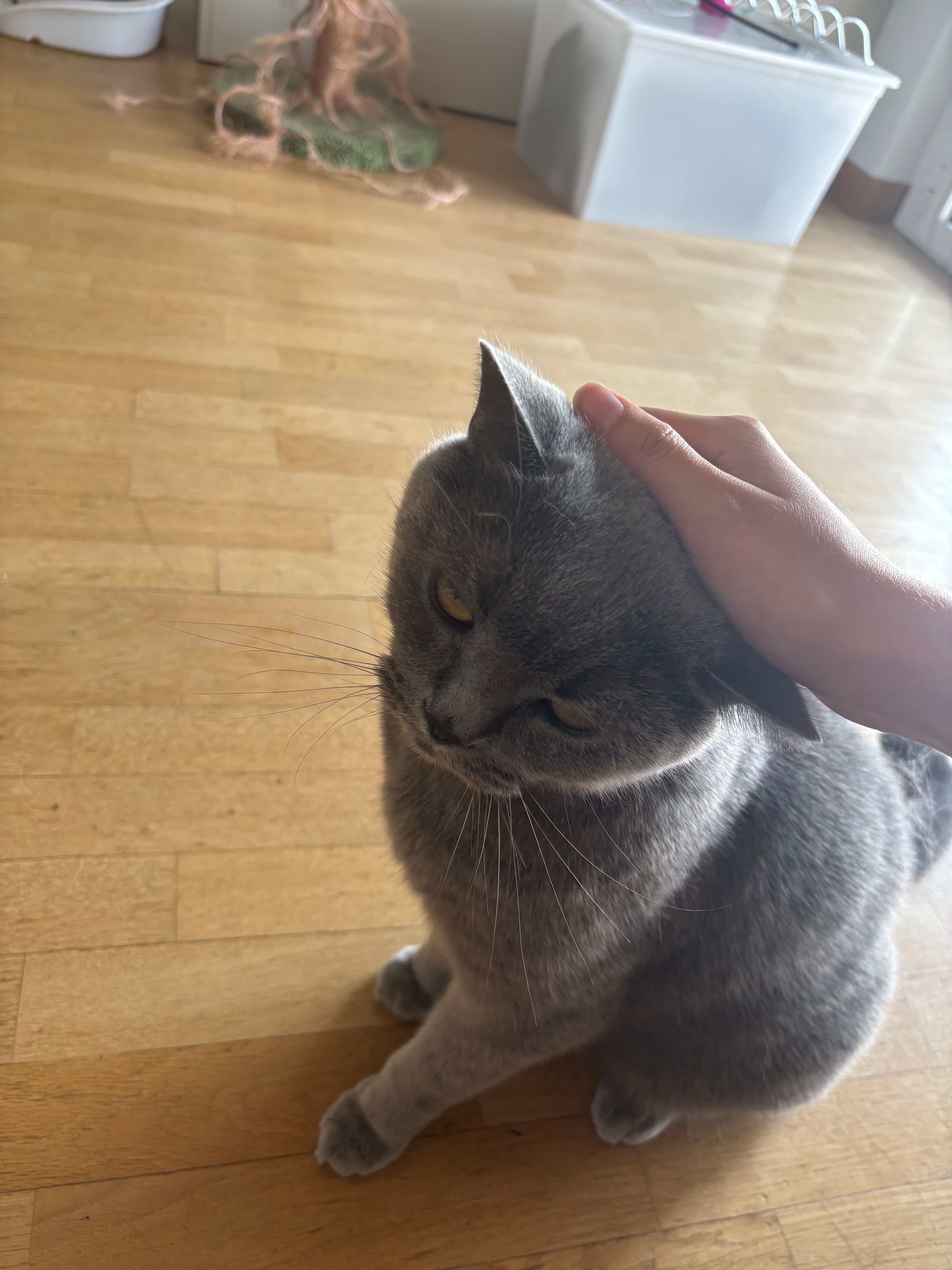 image-21