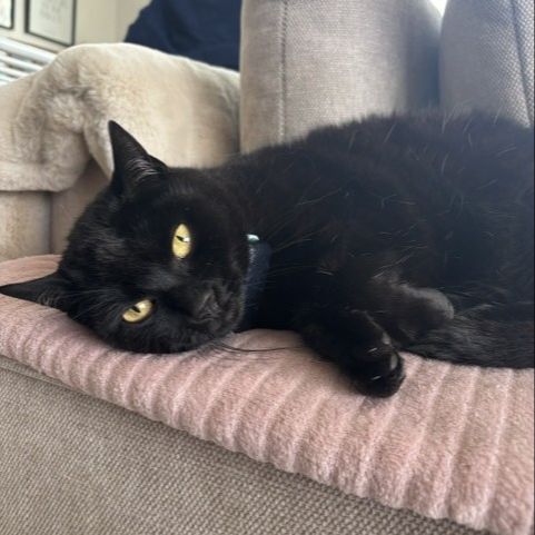Bagheera