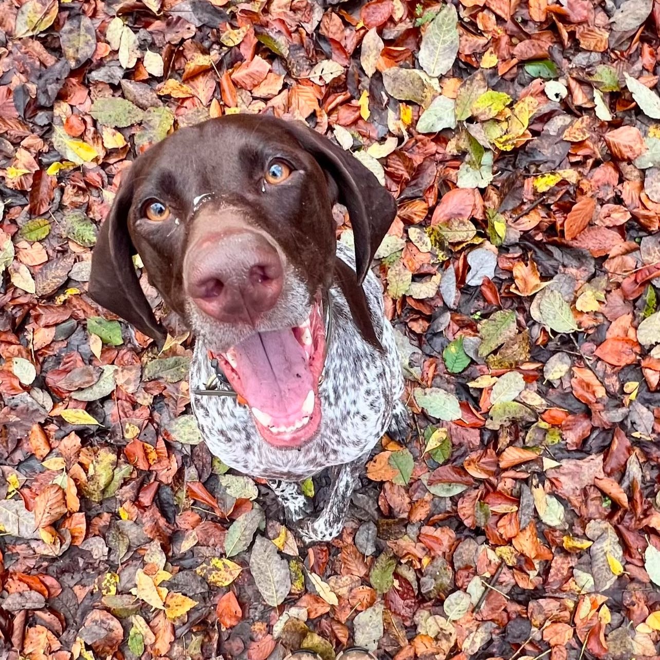 Indi