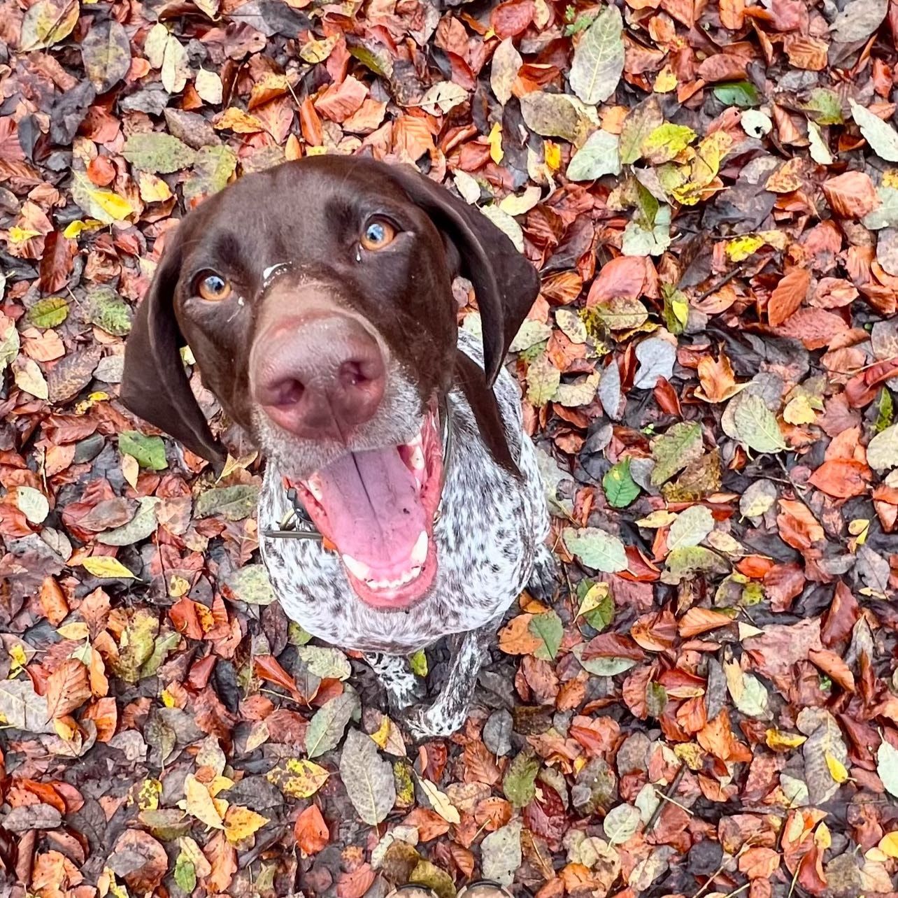 Indi