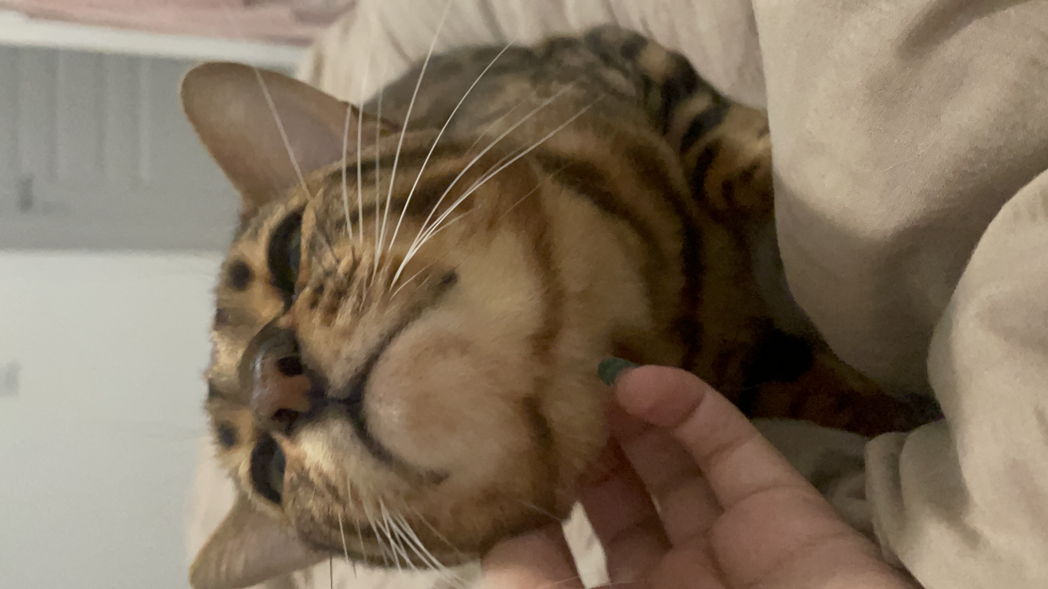 image-8
