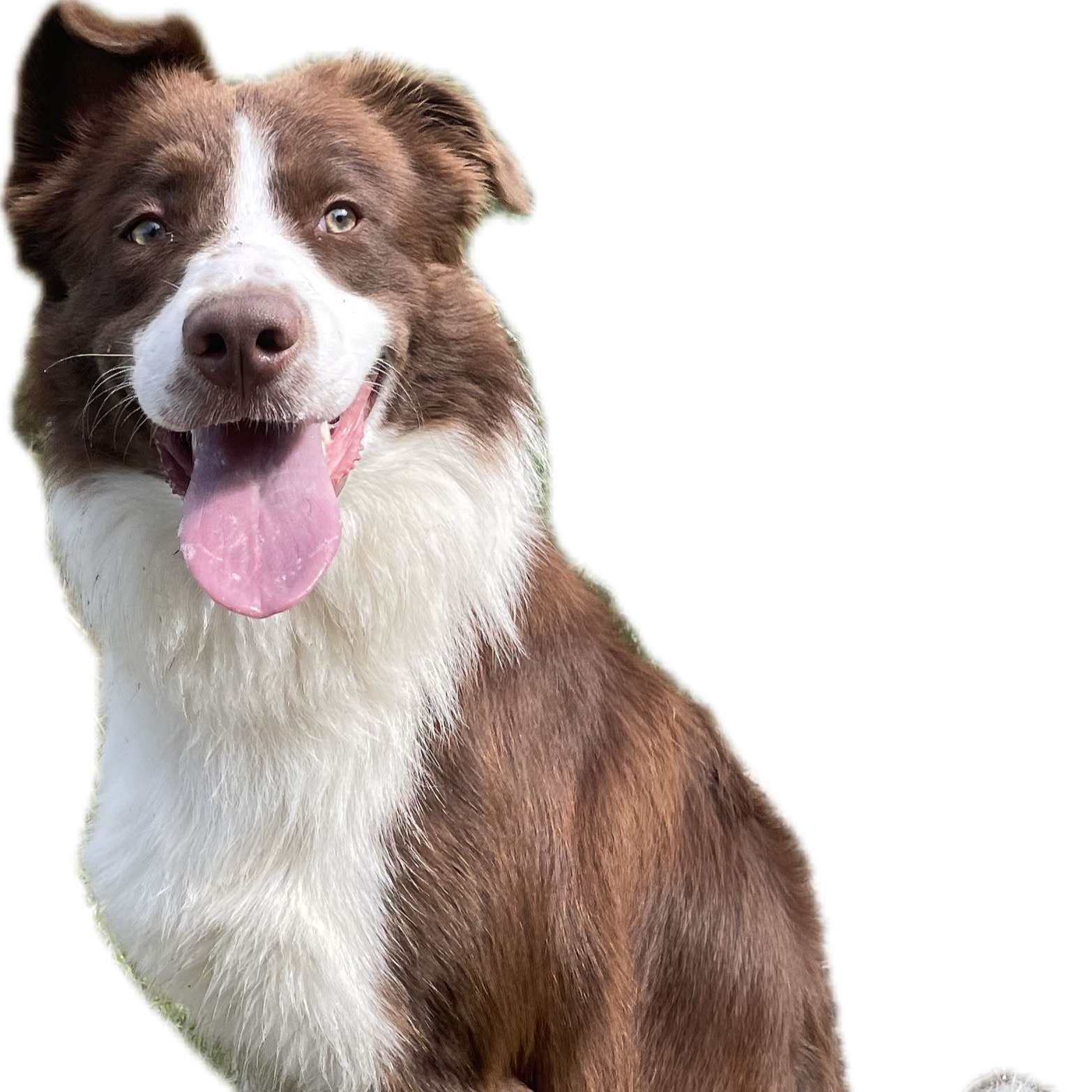 Koda