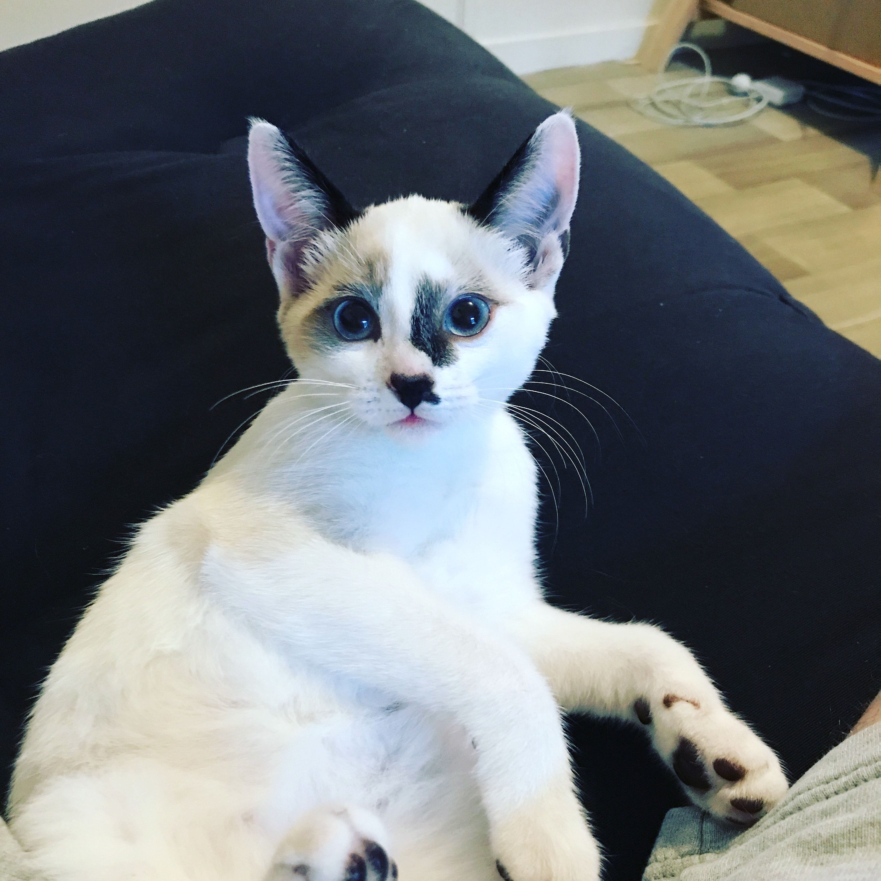 Nalla