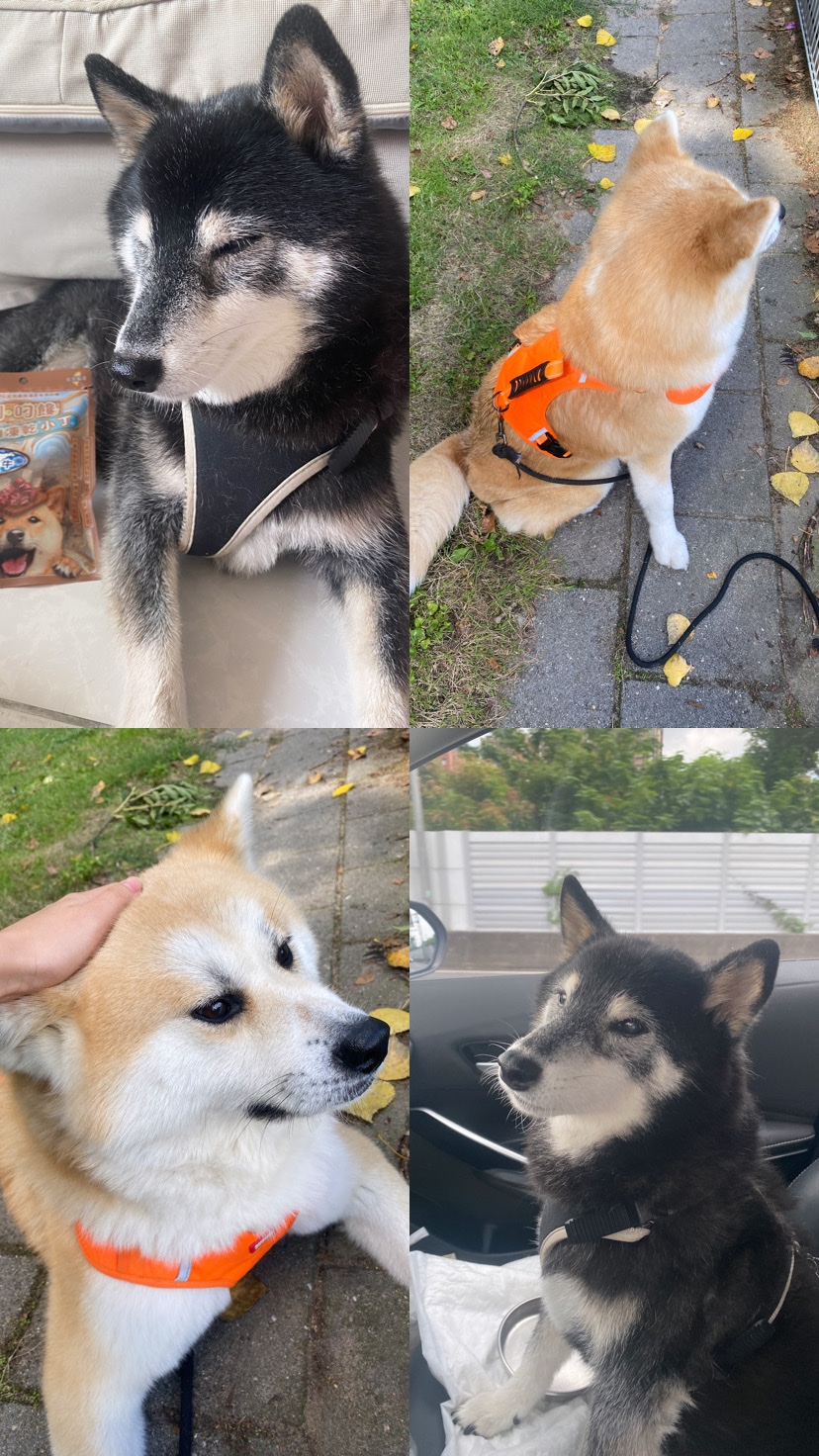image-16