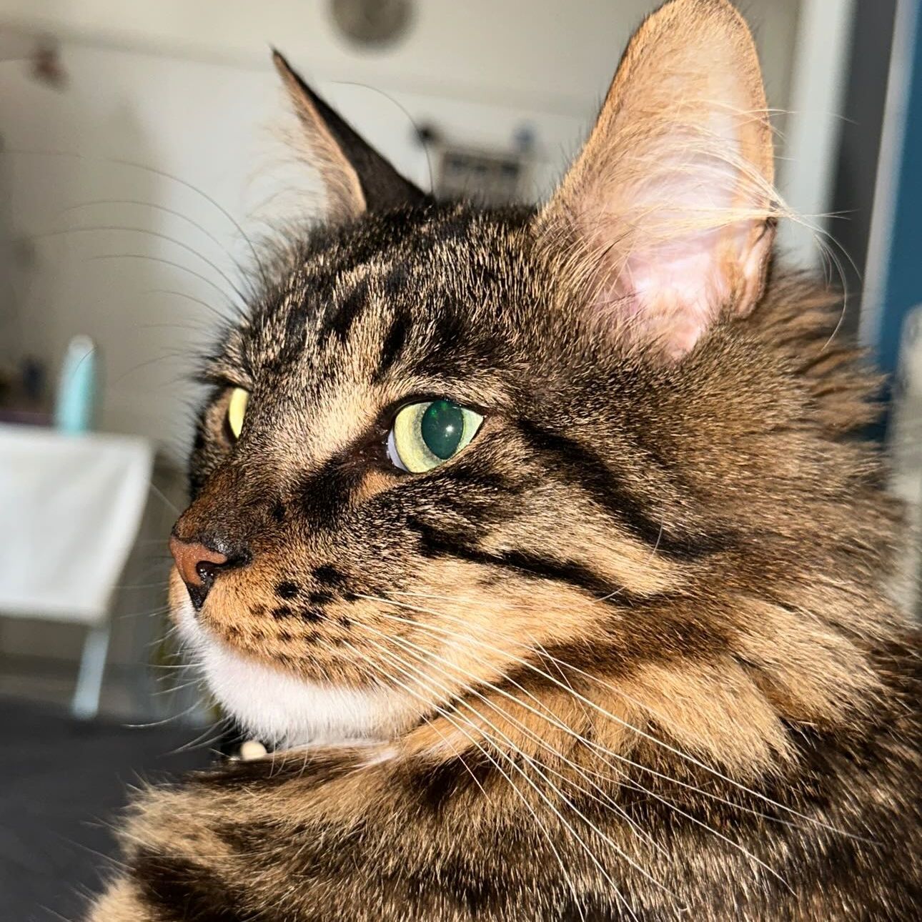 pepper