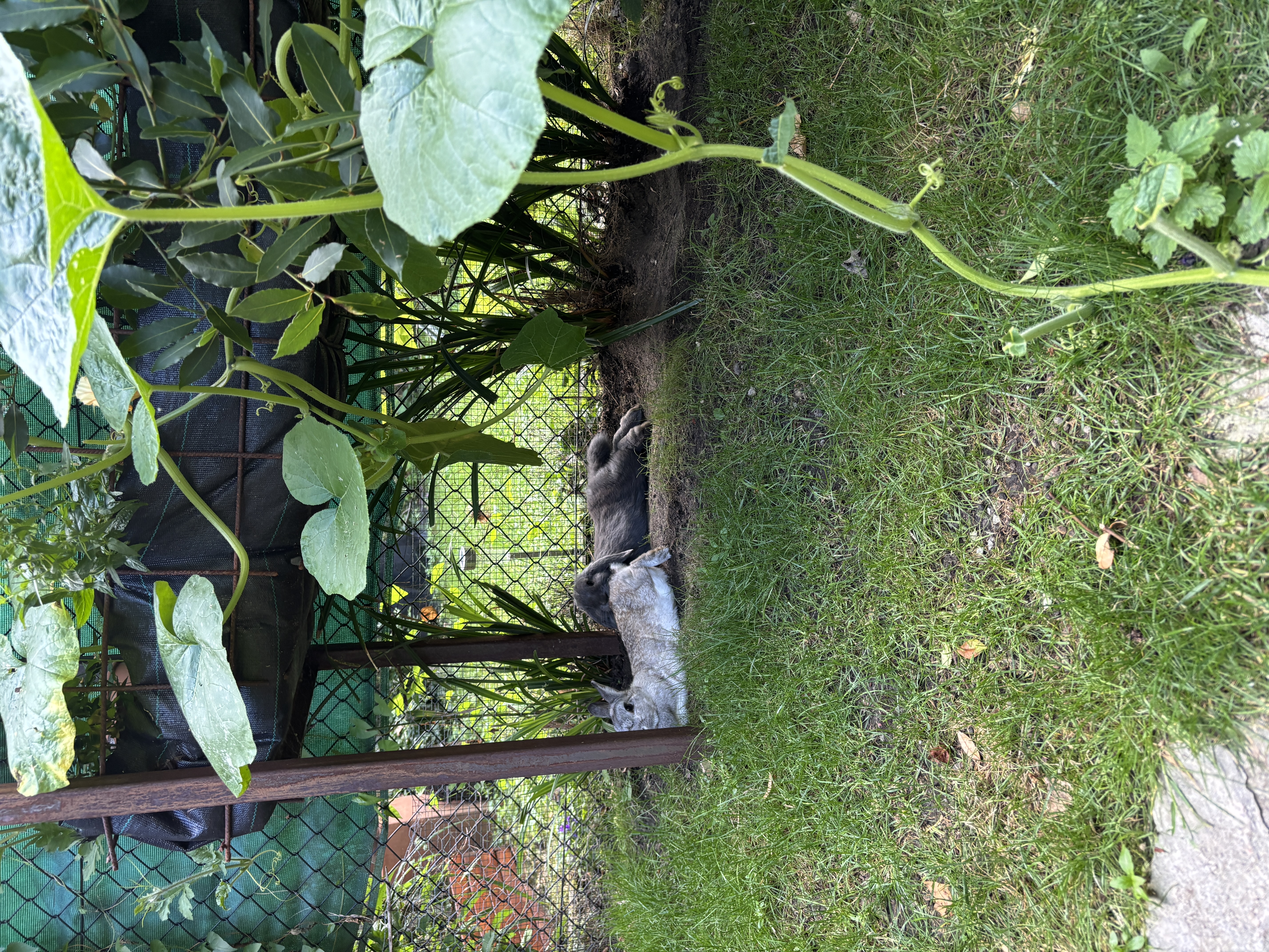 image-16