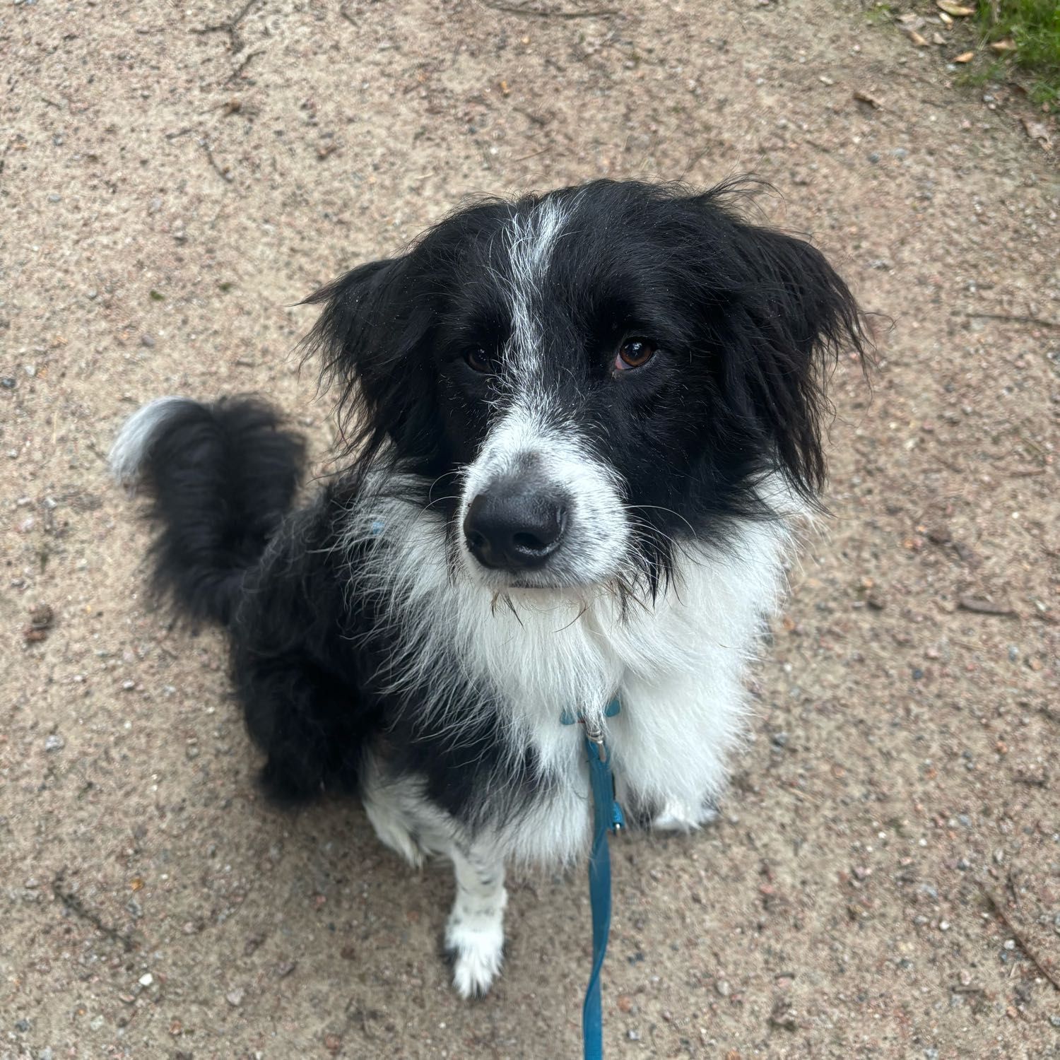 Koda