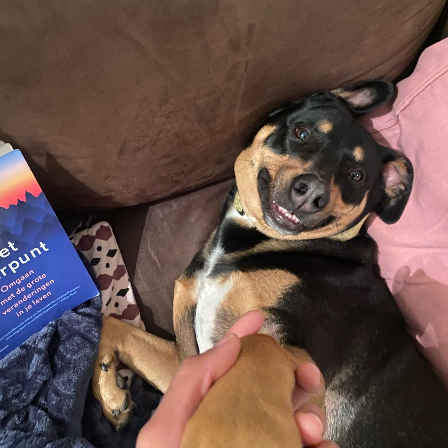 Zorro