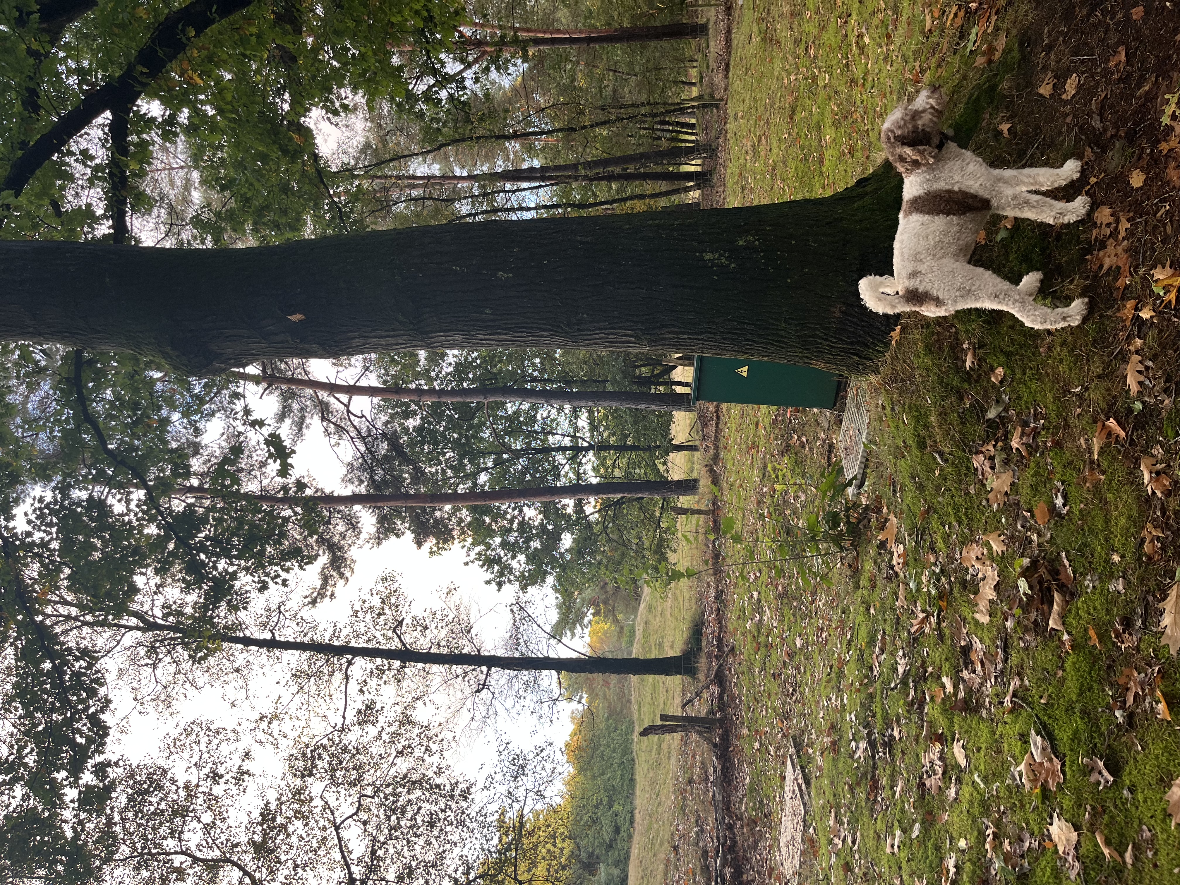 image-10
