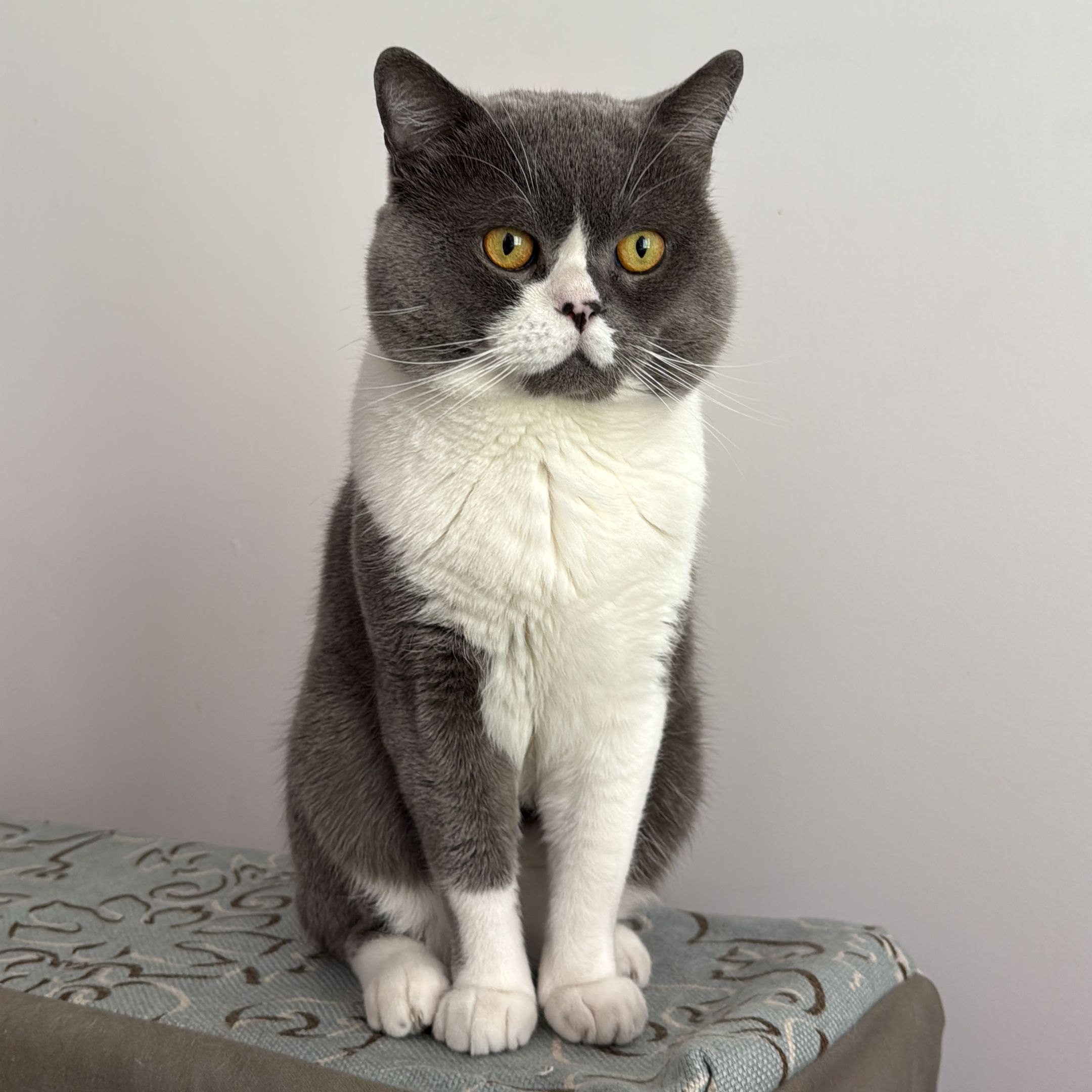 Coco
