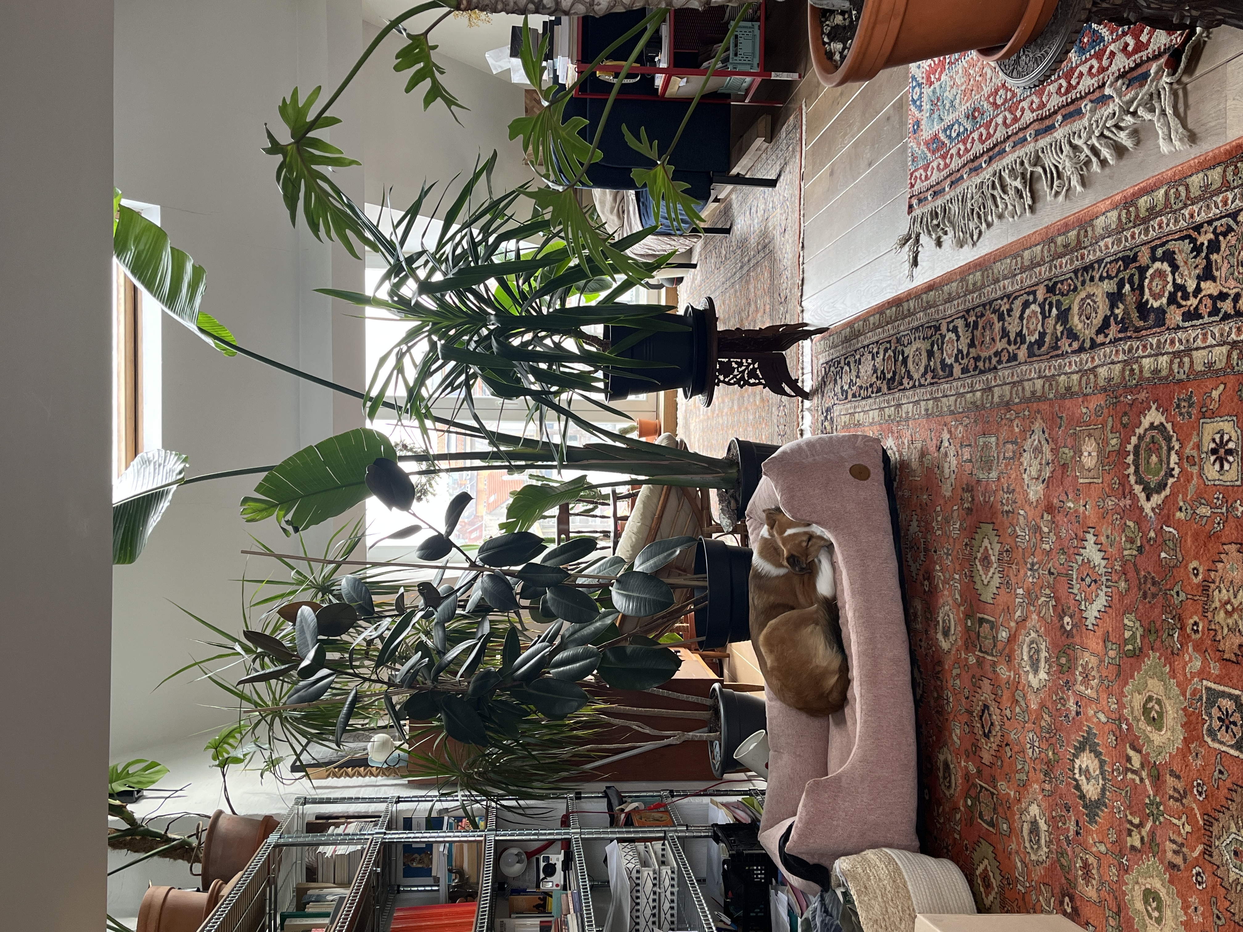 image-18