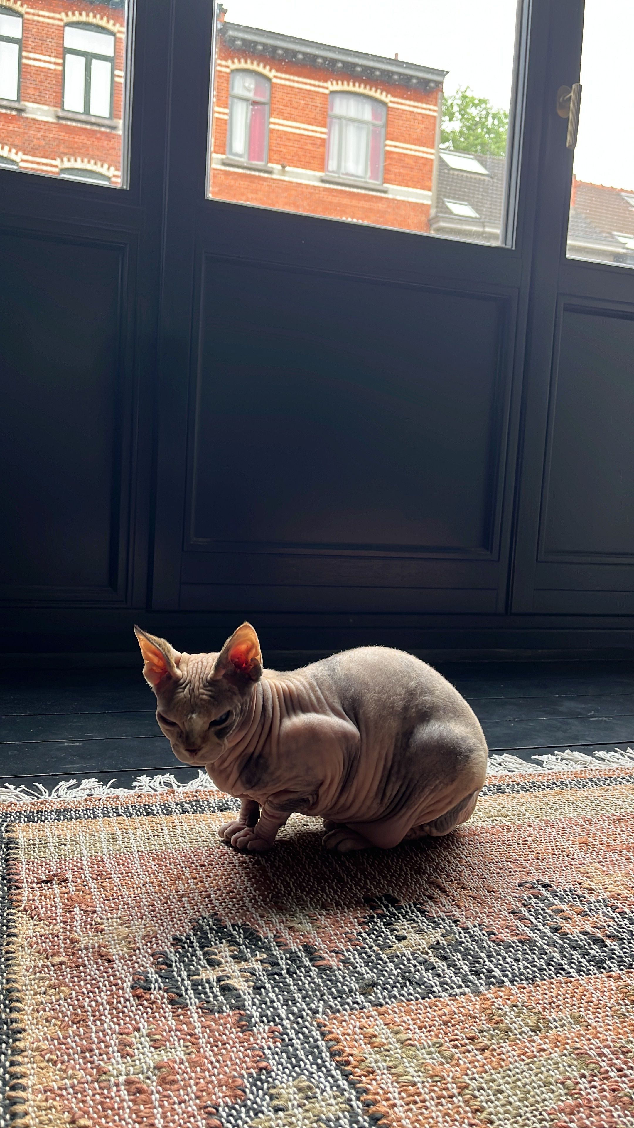 image-8