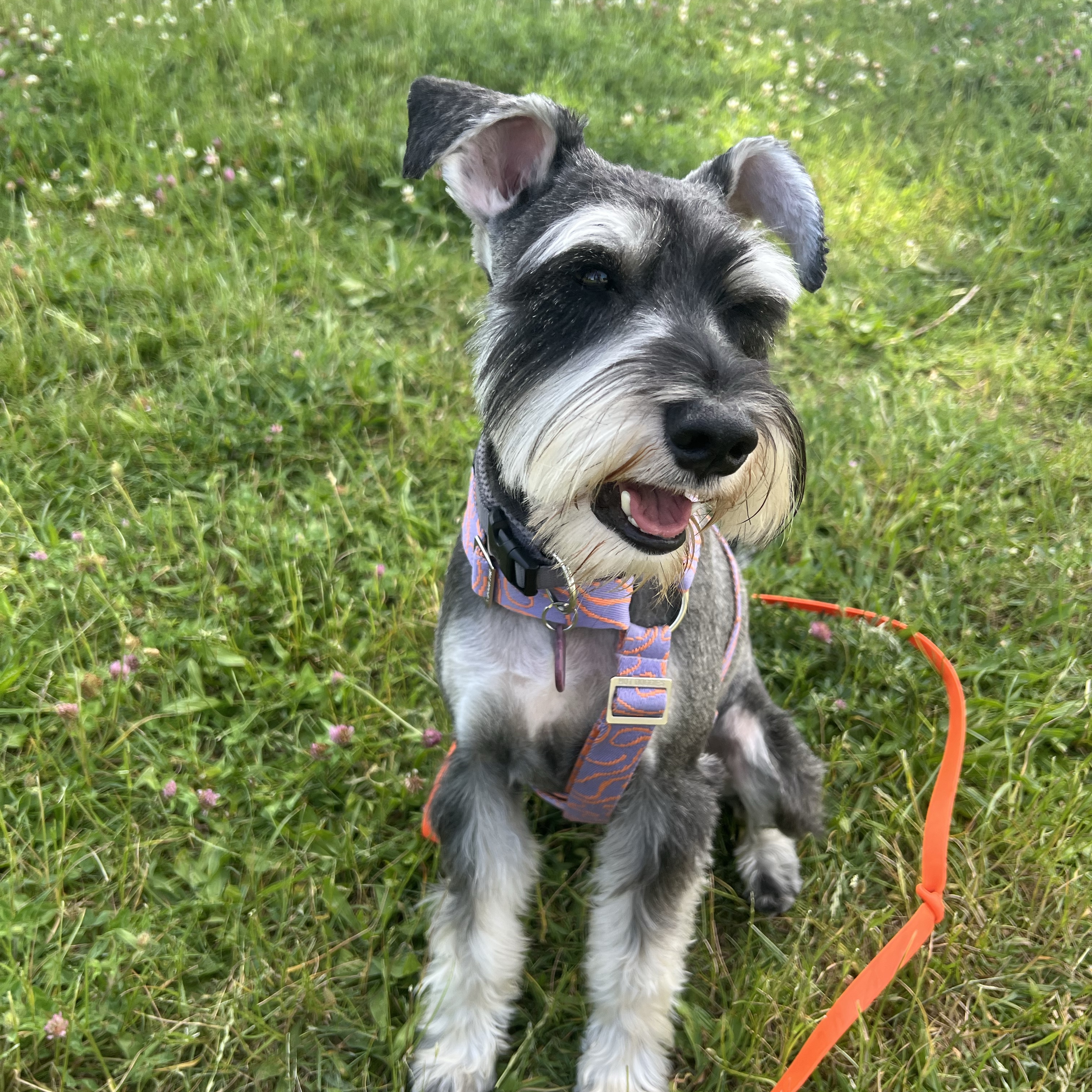 Bert