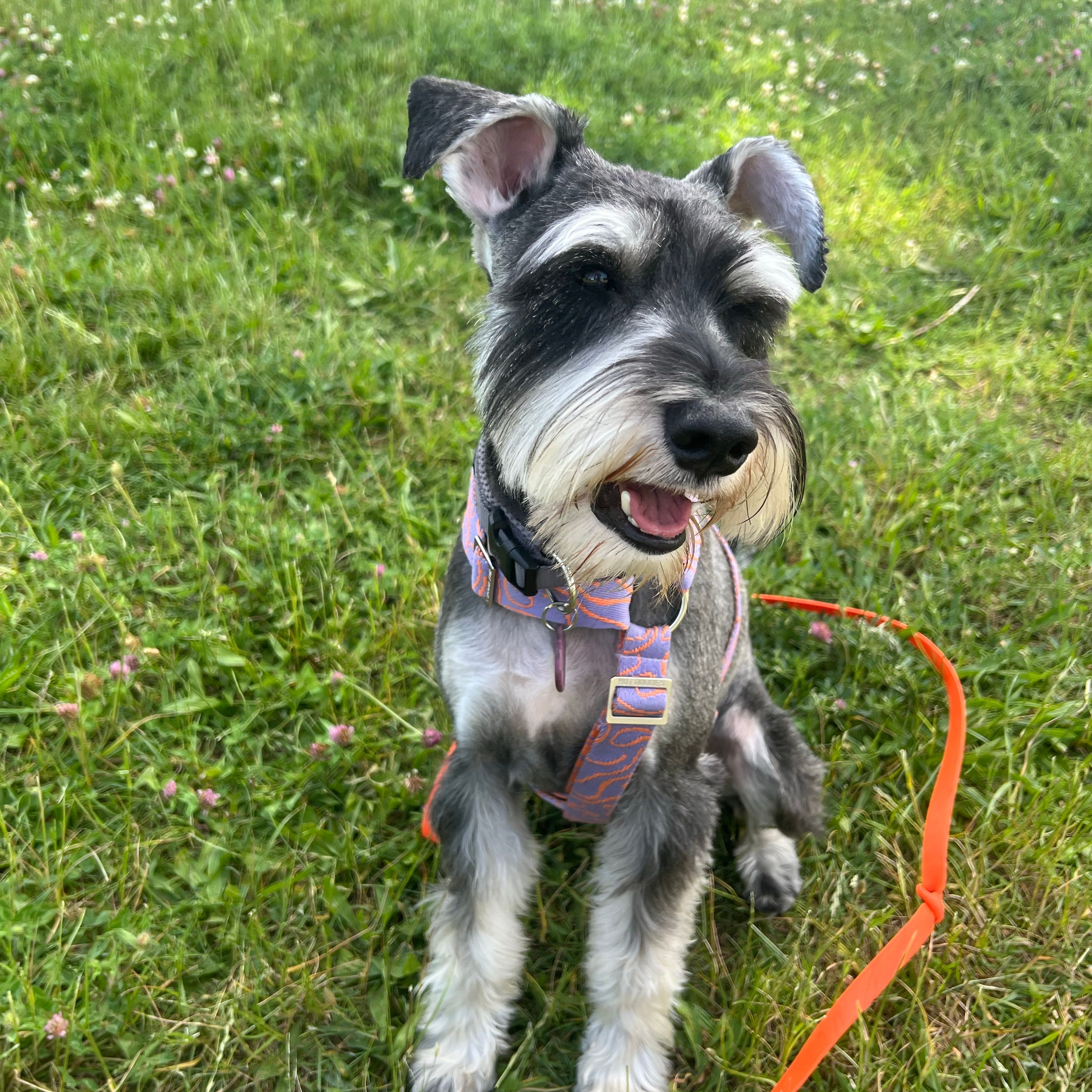 Bert