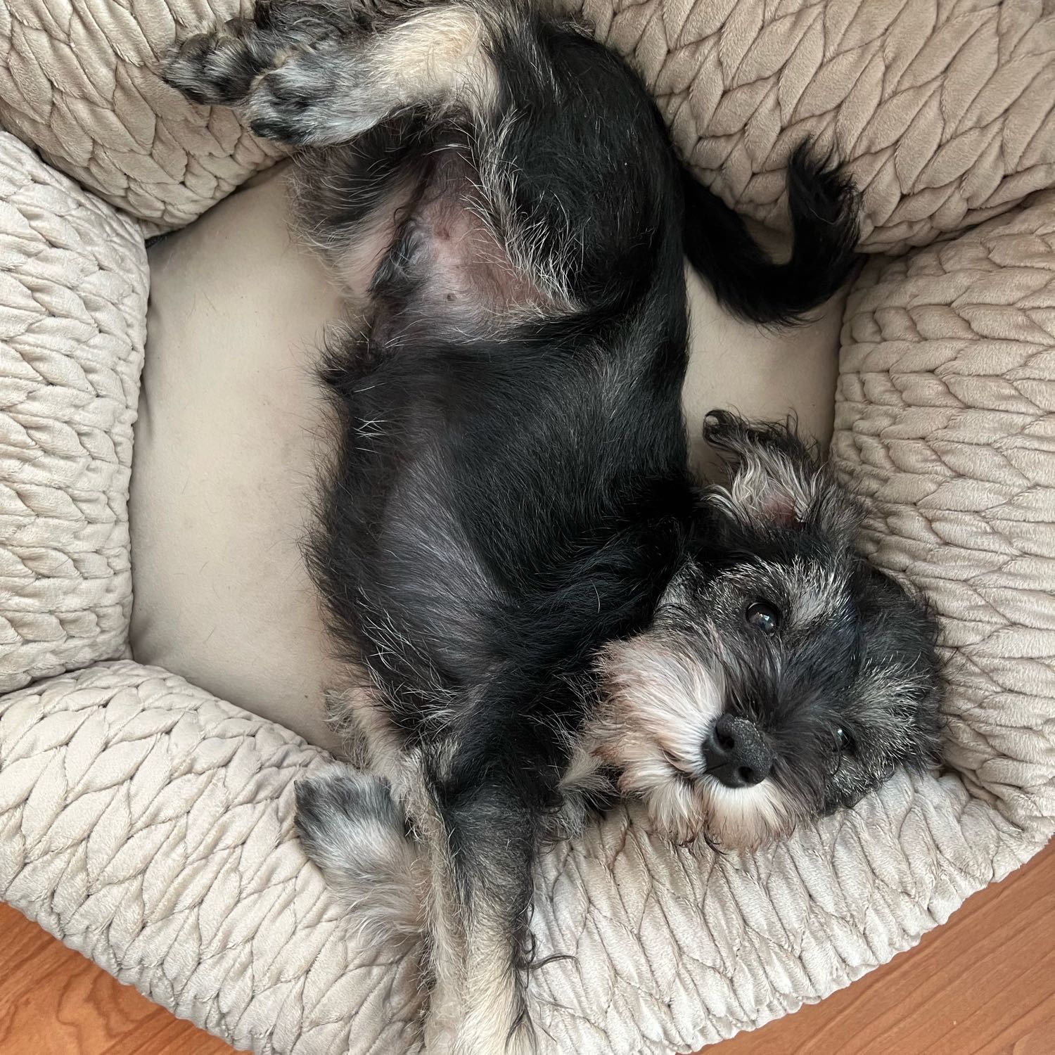 Bert