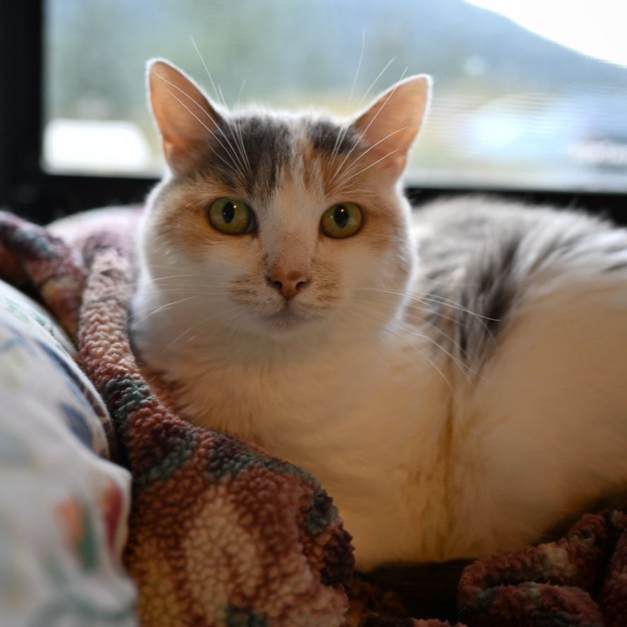 Simone