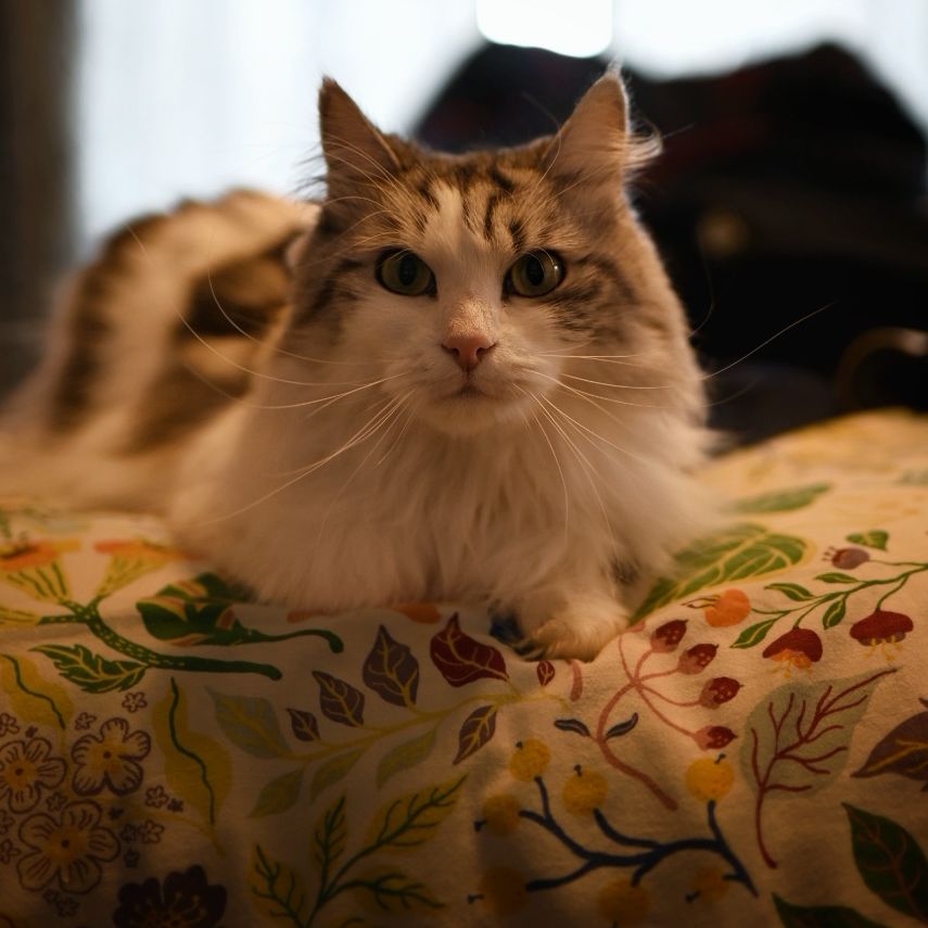 Thérèse 