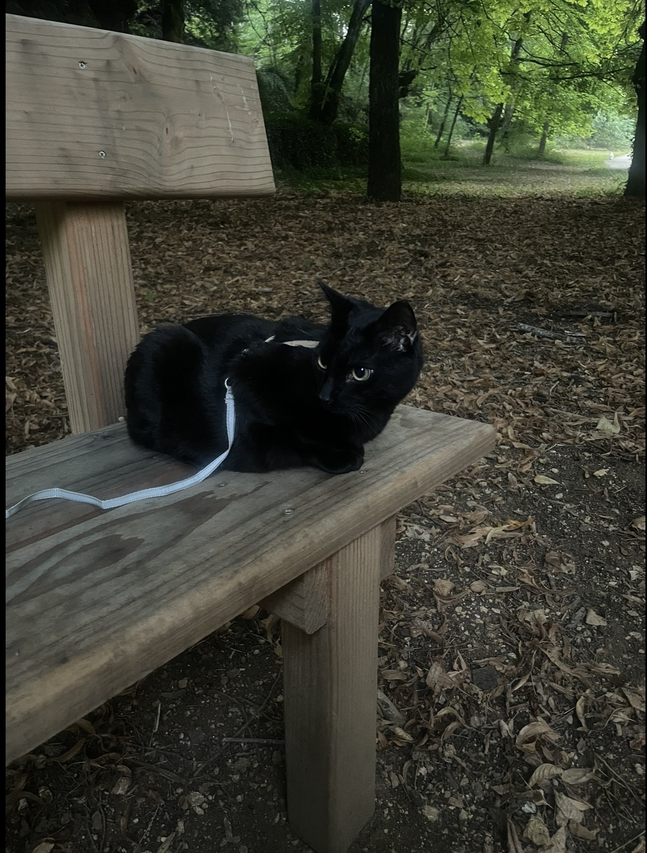 image-4