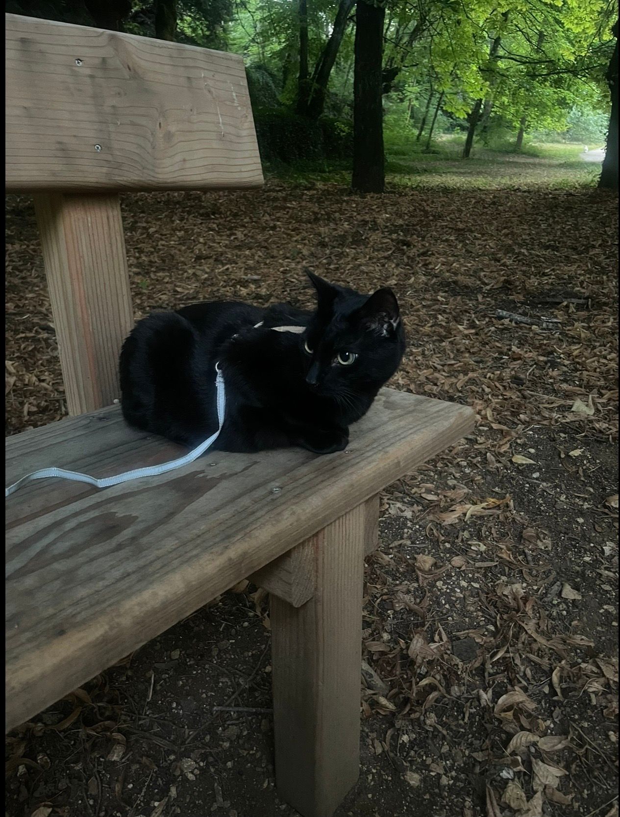 image-4