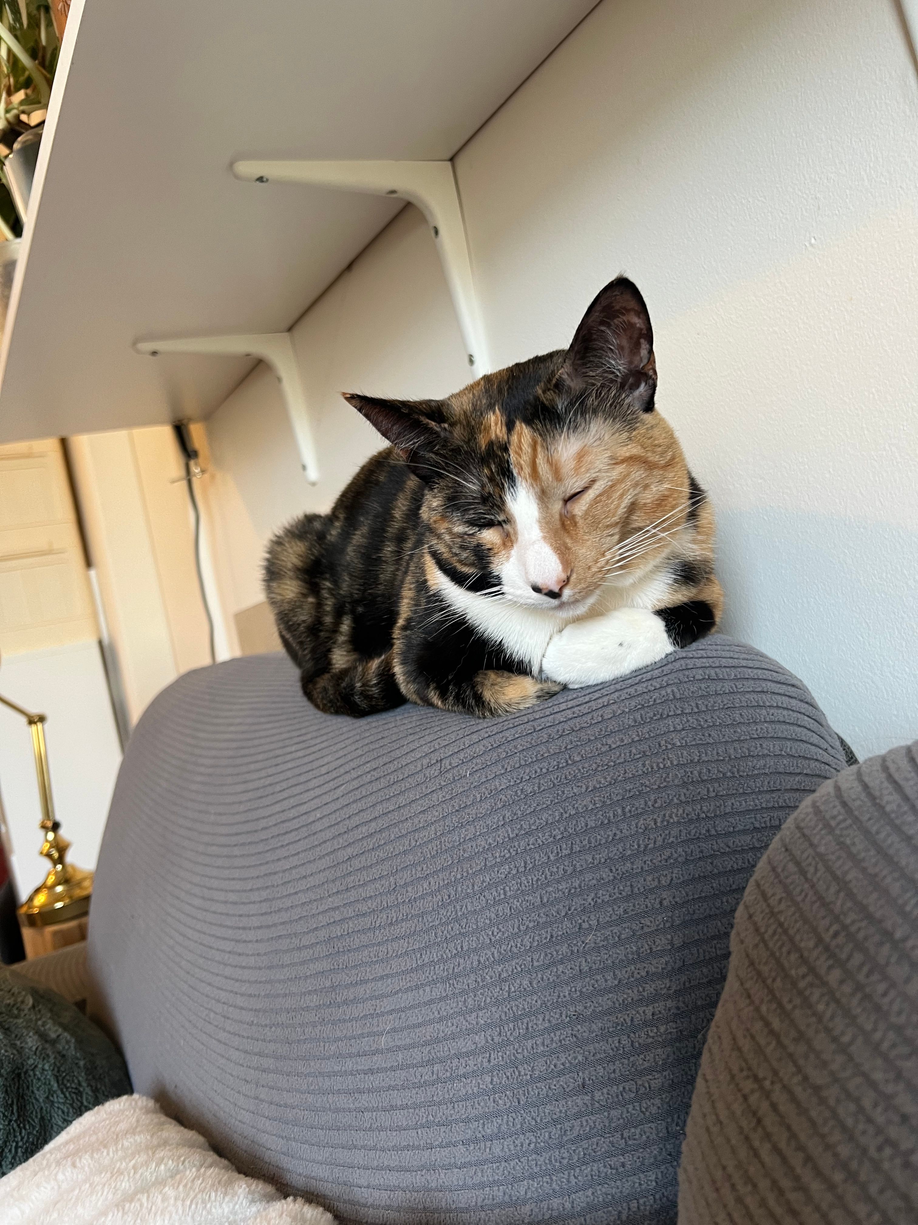 image-12