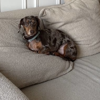 Ziggyy