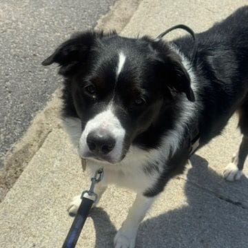 Charlie