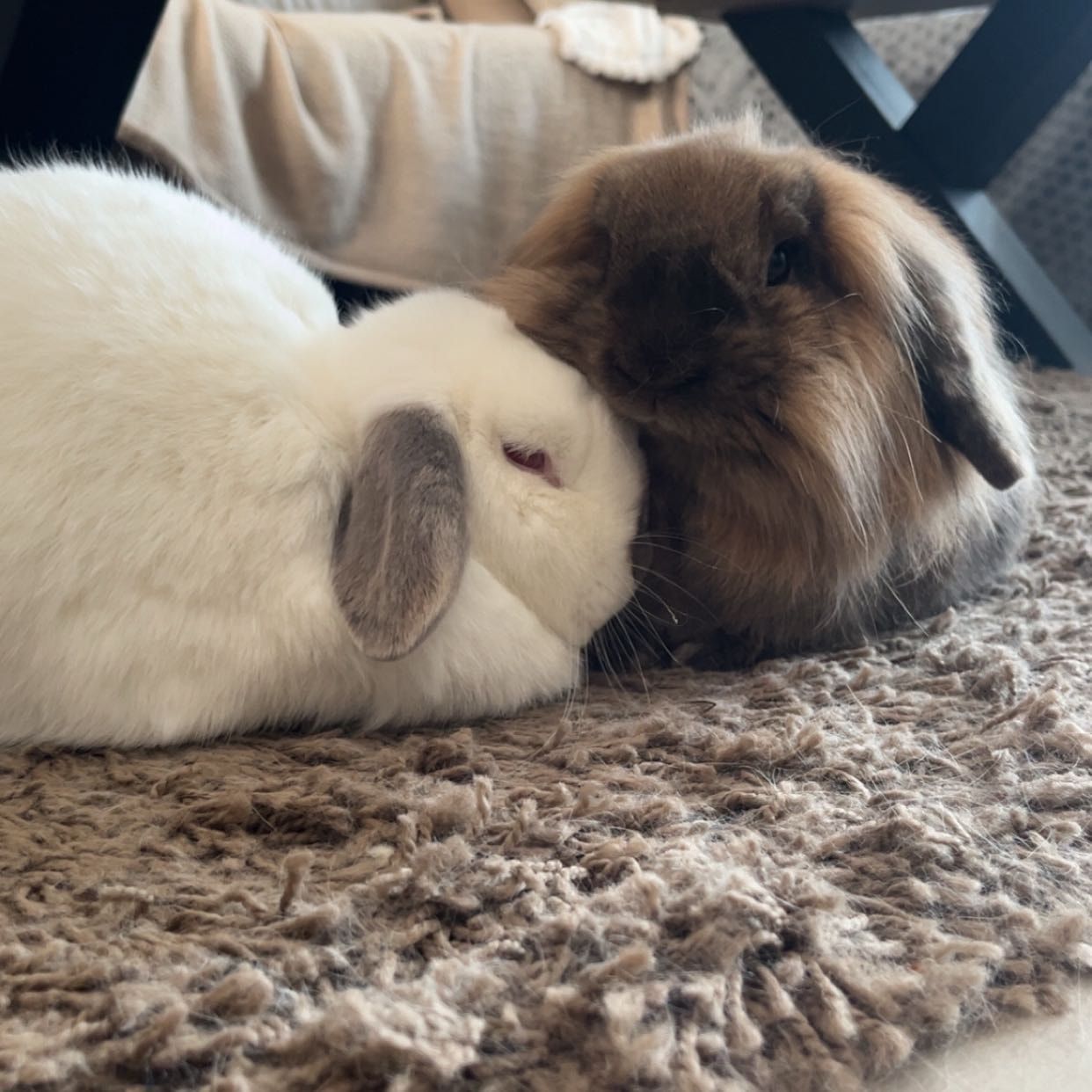 pruneau & Poupi