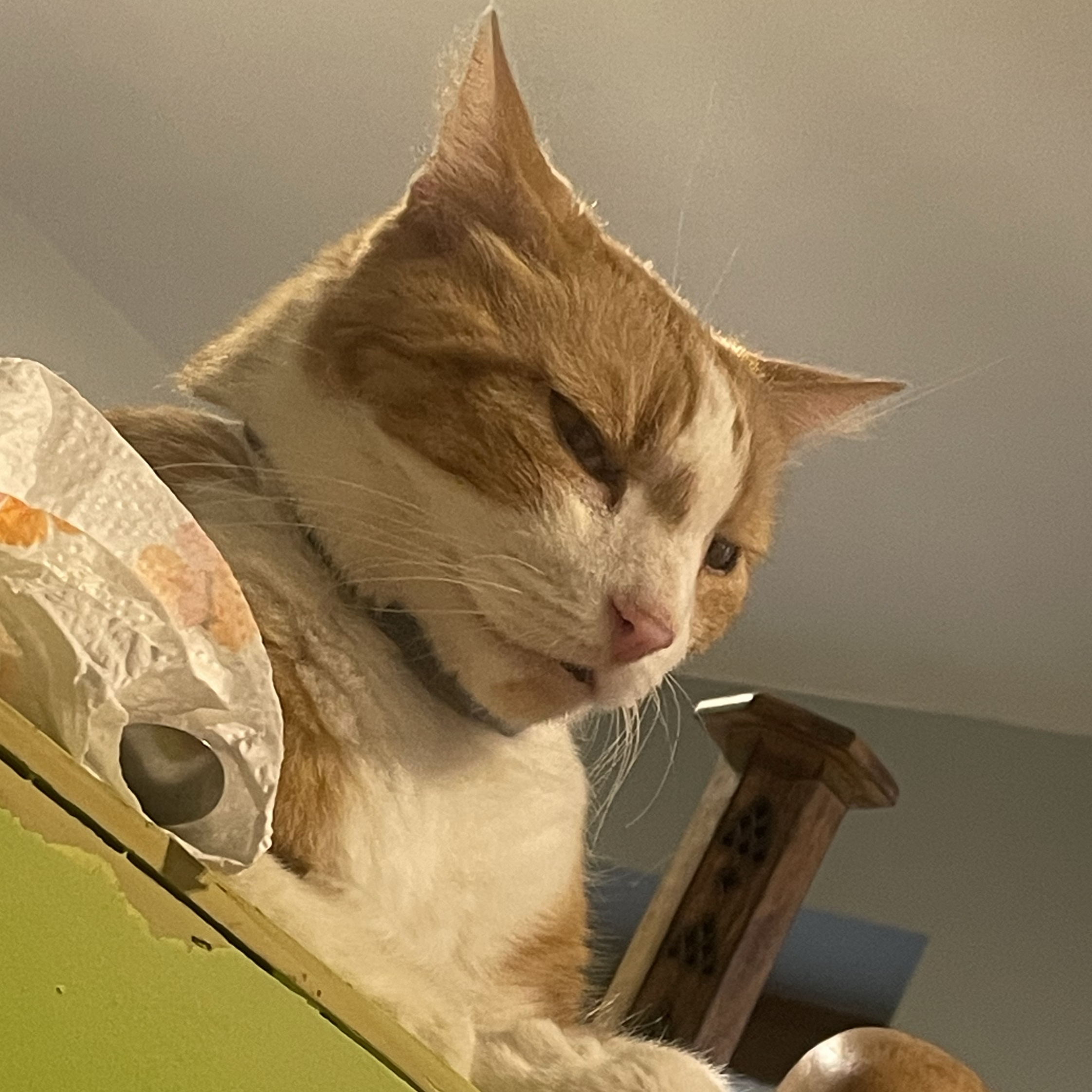 Gatto 