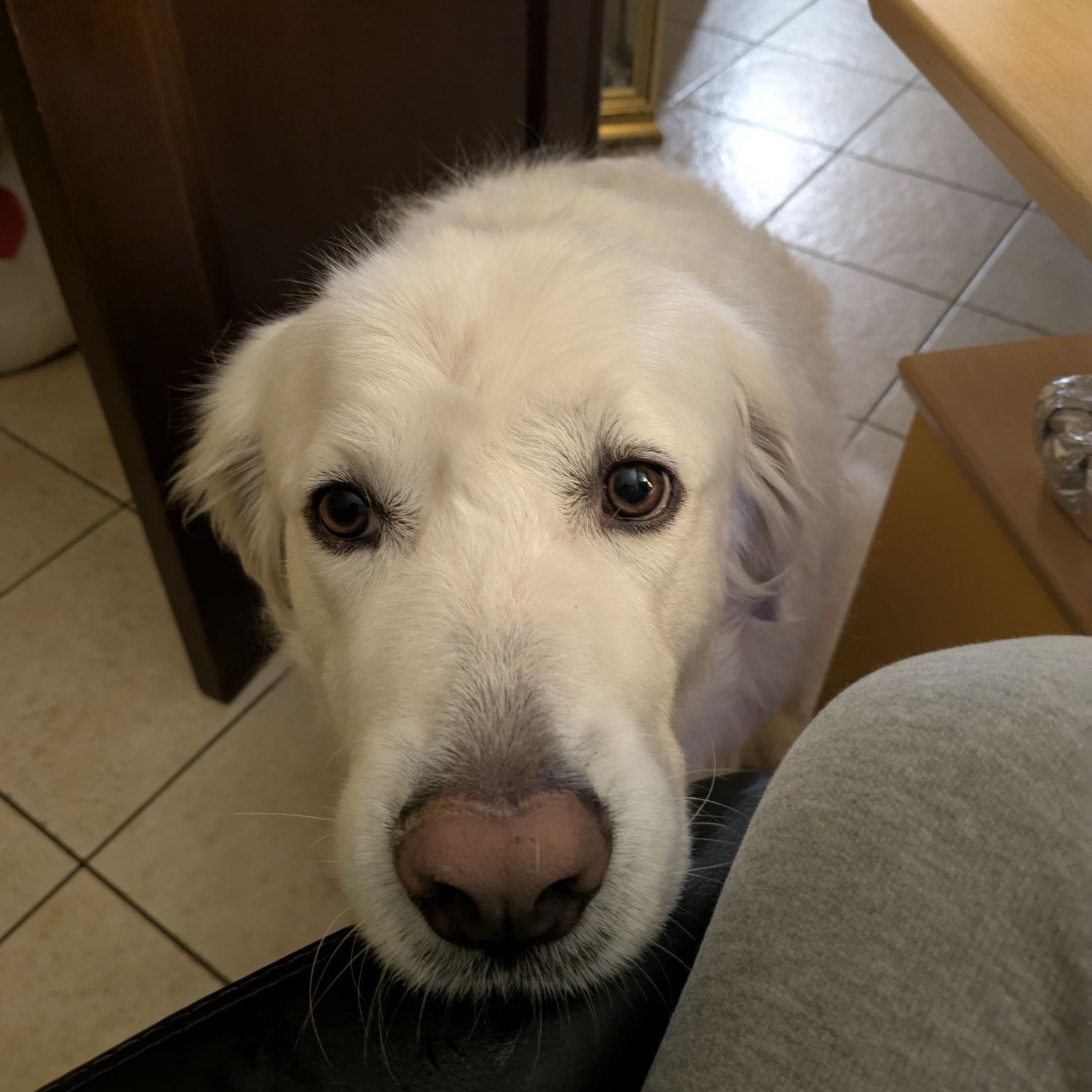 simba