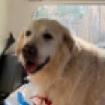 Toby