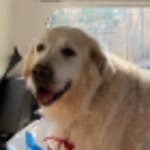 Toby