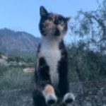 Micia