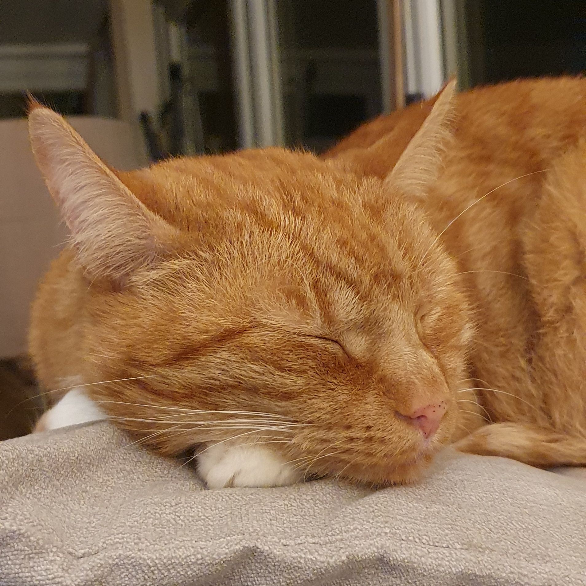 Bella