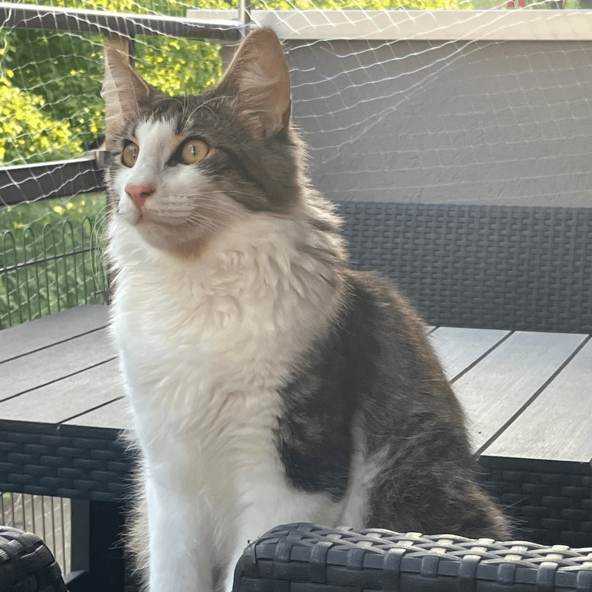 Pierre