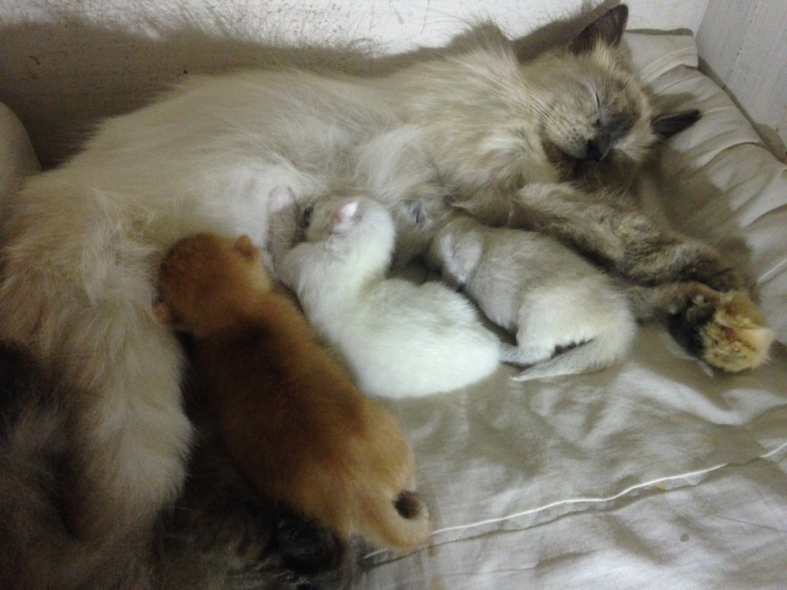 image-7