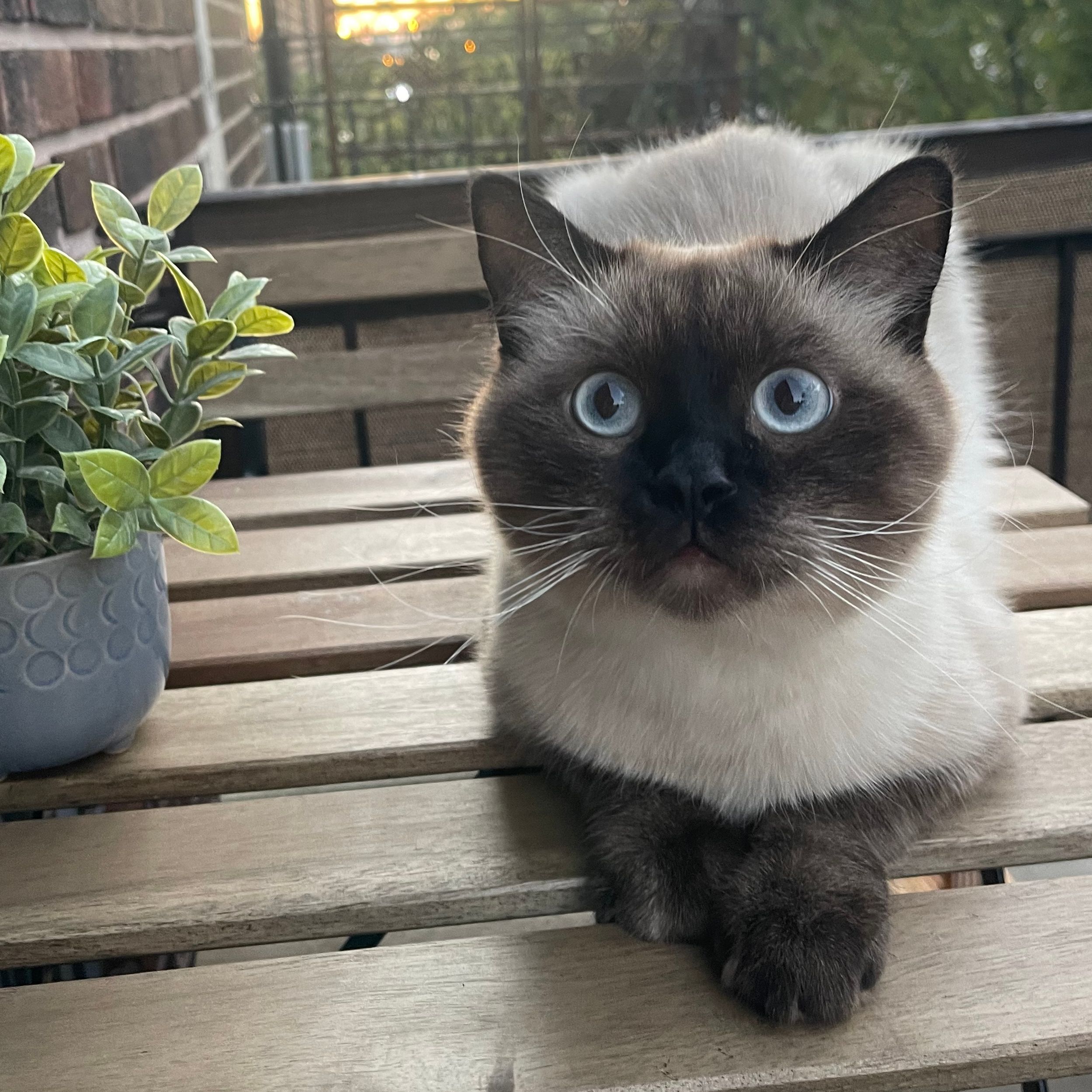 Lulu