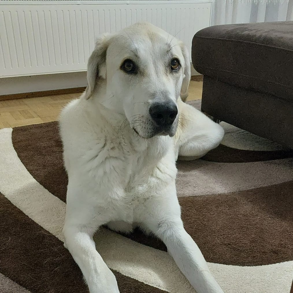 Buddy