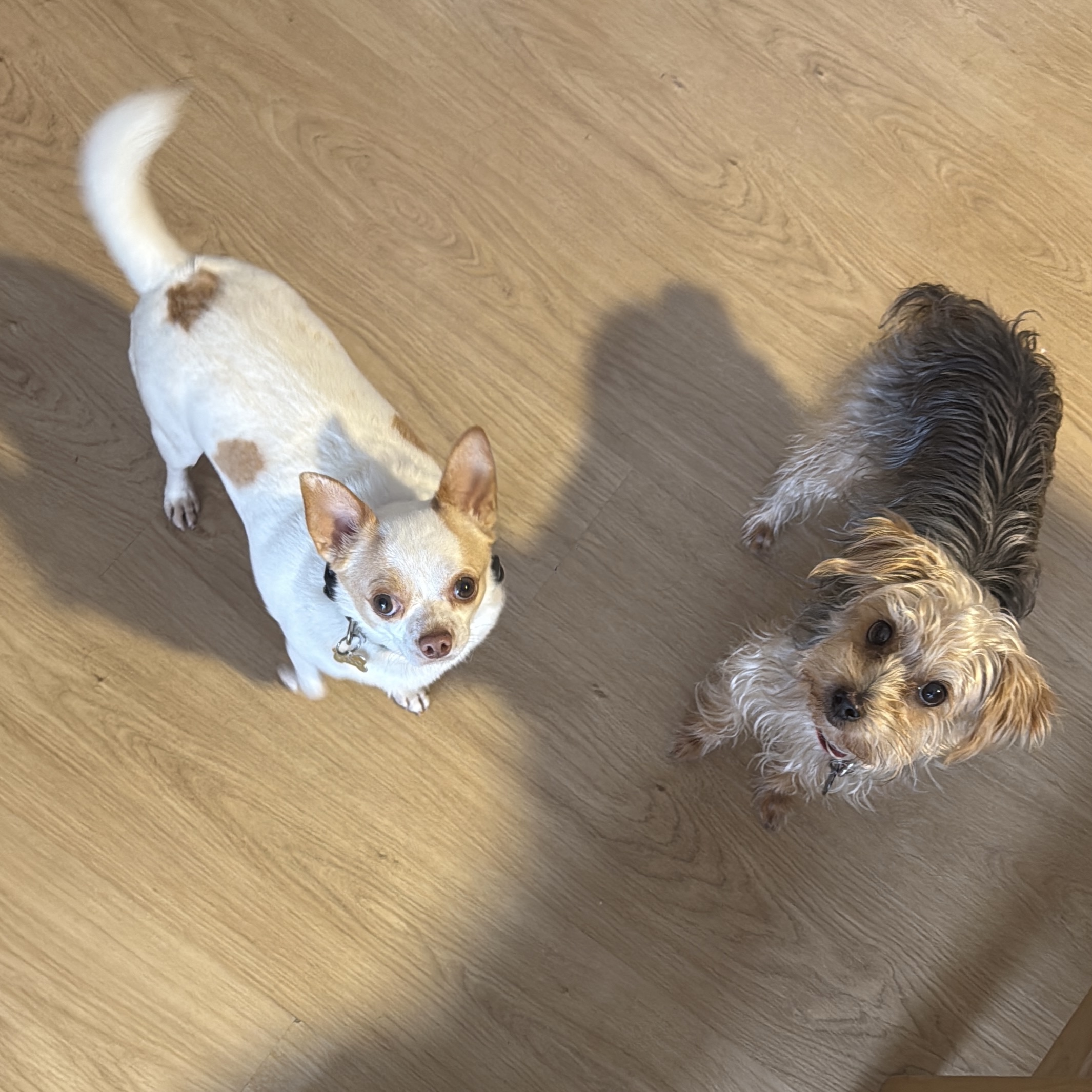 Coco & Roma