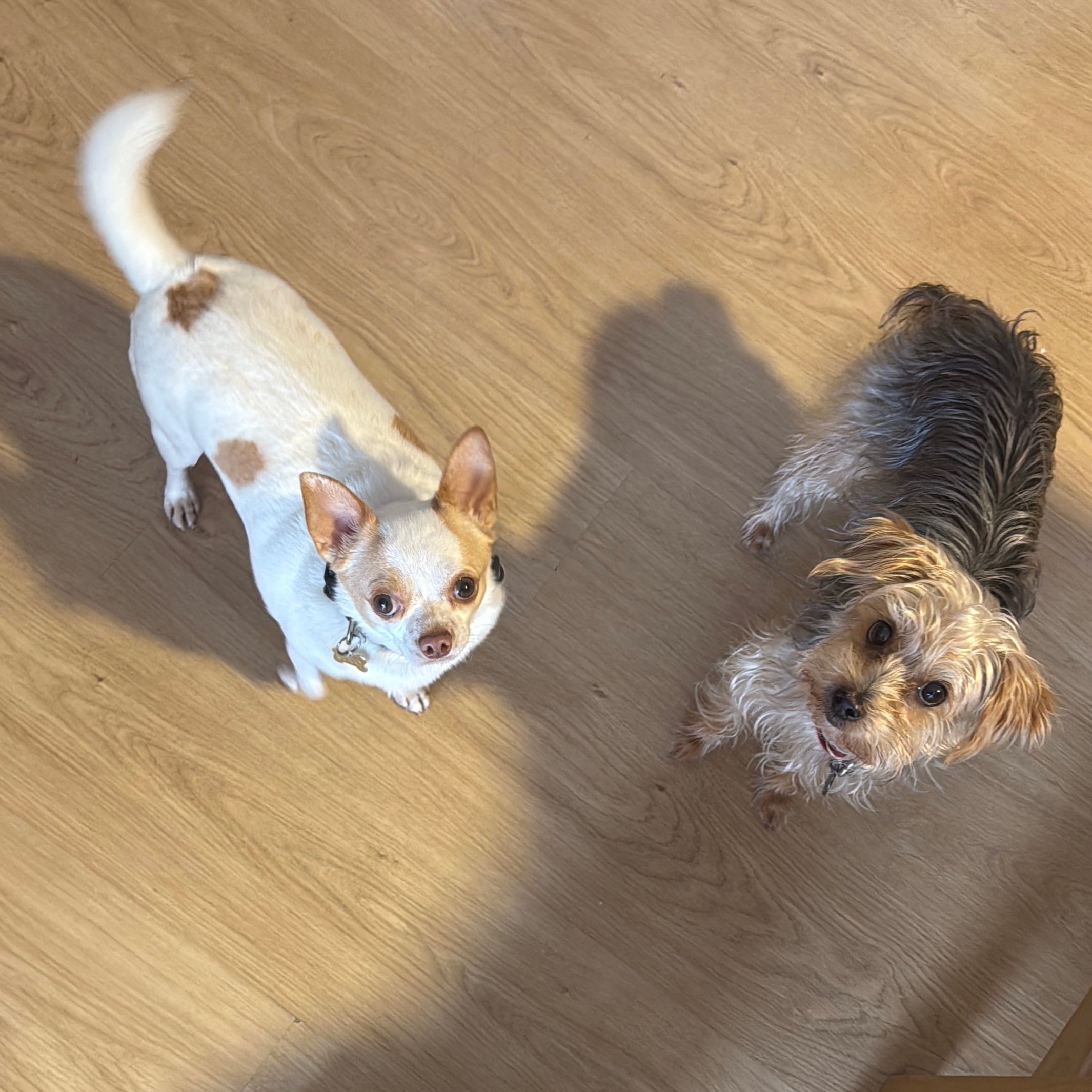 Coco & Roma