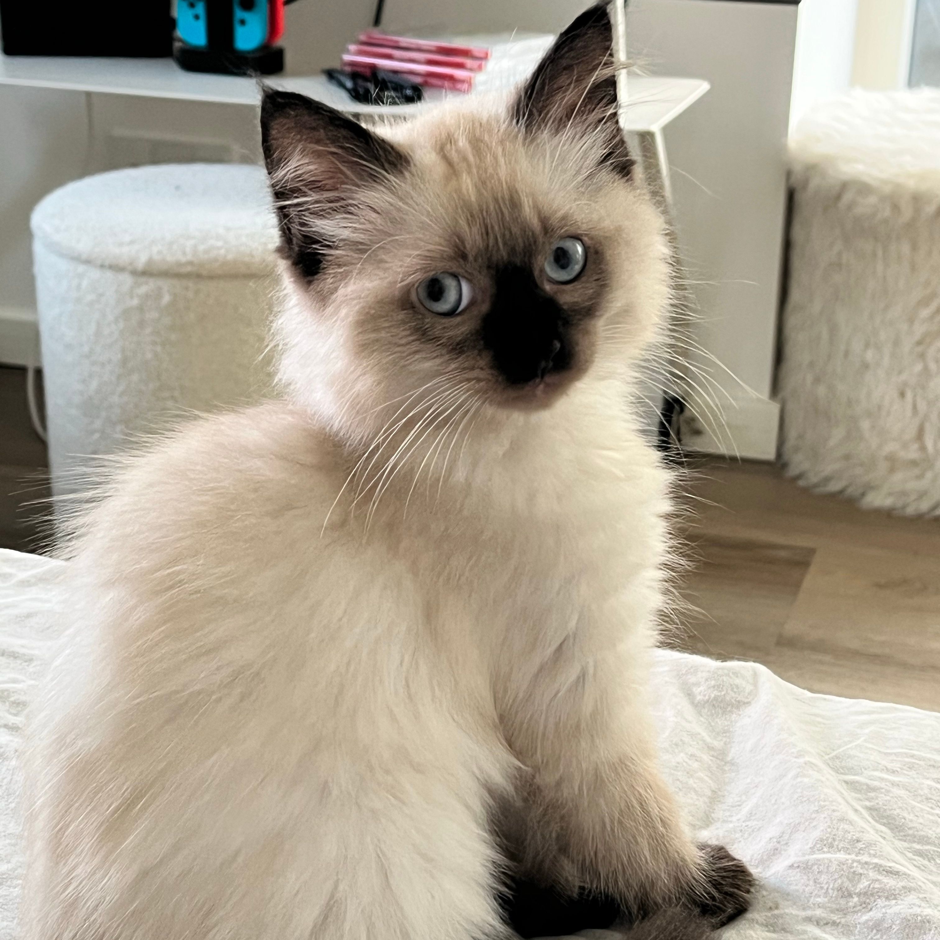 Hugo