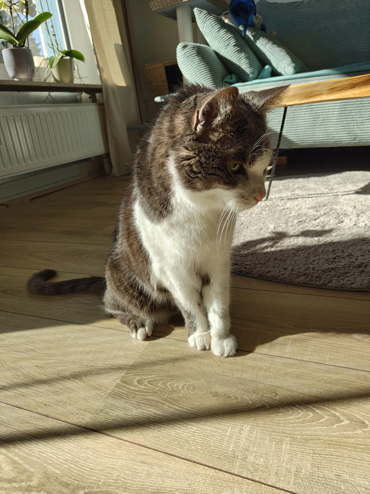 image-5